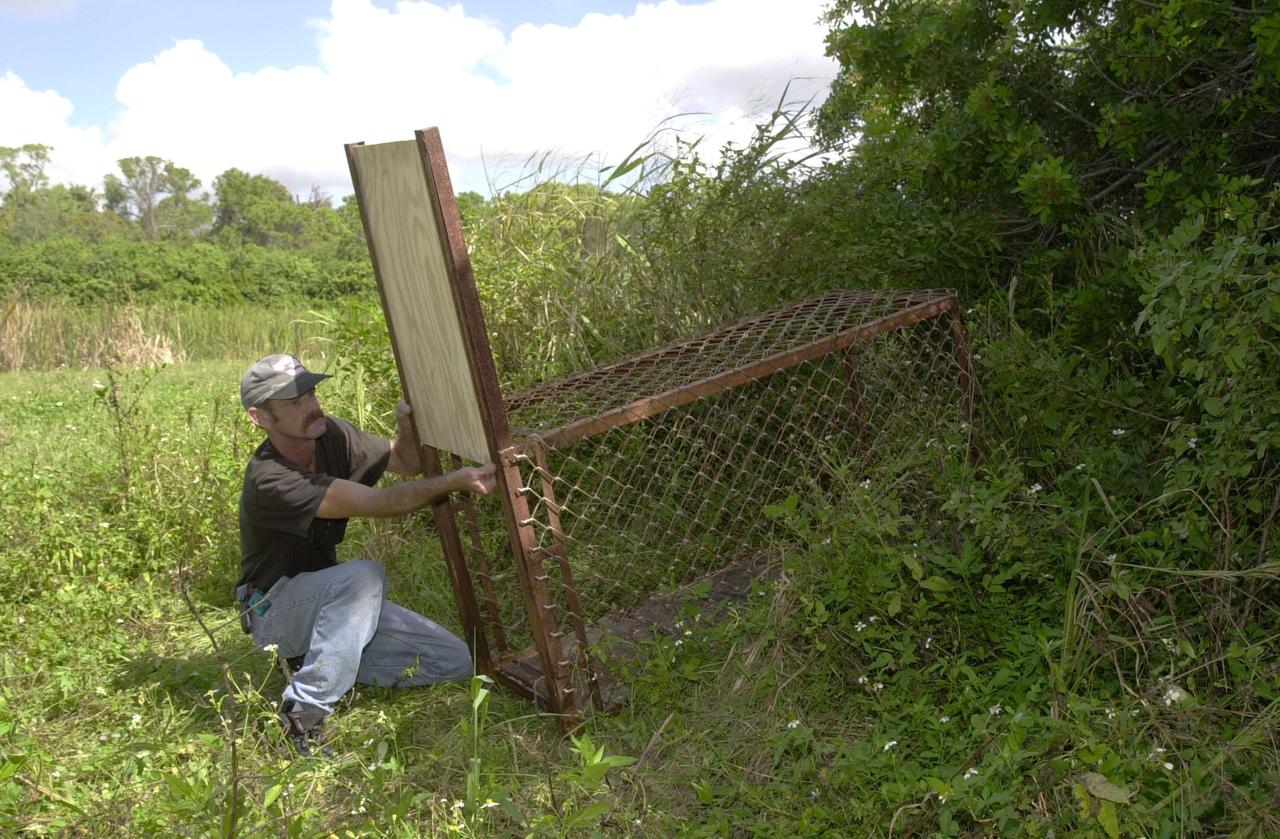 State-licensed animal trapper James Dean sets the open door of an animal trap on KSC. He hopes to catch a large monitor lizard spotted recently near S.R. 3, a route into the Center, by several area residents. The lizard is not a native of the area, and possibly a released pet. Dean is working with the cooperation of KSC and the Merritt Island National Wildlife Refuge