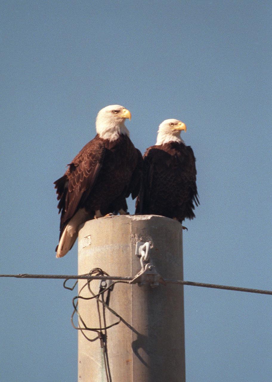 KENNEDY SPACE CENTER, FLA. -- A pair of nesting bald eagles share a utility pole on Kennedy Parkway North. Nearby is their 11-foot-deep nest, in a pine tree, which has been home to one or more pairs of eagles for two dozen years. It is one of a dozen eagle nests in the Merritt Island National Wildlife Refuge, which shares a boundary with Kennedy Space Center. The Southern Bald Eagle ranges throughout Florida and along the coasts of California, Texas, Louisiana, and the south Atlantic states. Bald Eagles are listed as endangered in the U.S., except in five states where they are listed as threatened. The number of nesting pairs of the southern race once numbered several thousand; recent estimates are only 350-375. Most of the southern race nests in Florida Eagles arrive at KSC during late summer and leave for the north in late spring. They move to nest sites in October and November and lay one to three eggs. The young fledge from February to April. The Refuge encompasses 92,000 acres that are a habitat for more than 331 species of birds, 31 mammals, 117 fishes, and 65 amphibians and reptiles. The marshes and open water of the refuge provide wintering areas for 23 species of migratory waterfowl, as well as a year-round home for great blue herons, great egrets, wood storks, cormorants, brown pelicans and other species of marsh and shore birds, as well as a variety of insects