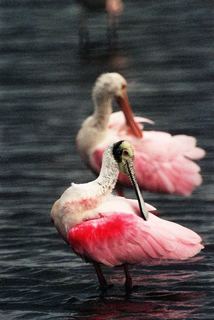 KENNEDY SPACE CENTER, FLA. -- In the Merritt Island National Wildlife Refuge, two roseate spoonbills mirror each other as they preen their lipstick-colored feathers. The birds, named for their brilliant pink color and paddle-shaped bill, feed in shallow water by swinging their bill back and forth, scooping up small fish and crustaceans. They typically inhabit mangroves on the coasts of southern Florida, Louisiana and Texas. The 92,000-acre refuge, which shares a boundary with Kennedy Space Center, is a habitat for more than 330 species of birds, 31 mammals, 117 fishes and 65 amphibians and reptiles. The marshes and open water of the refuge provide wintering areas for 23 species of migratory waterfowl, as well as a year-round home for great blue herons, great egrets, wood storks, cormorants, brown pelicans and other species of marsh and shore birds