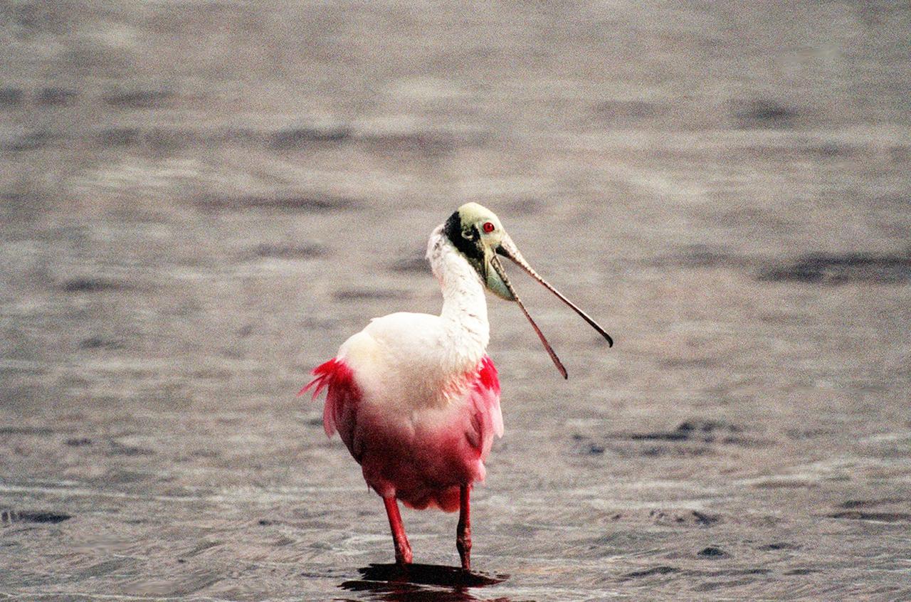 KENNEDY SPACE CENTER, FLA. -- In the shallow waters of the Merritt Island National Wildlife Refuge, a roseate spoonbill squawks at nearby intruders. The birds, named for their brilliant pink color and paddle-shaped bill, feed in shallow water by swinging their bill back and forth, scooping up small fish and crustaceans. They typically inhabit mangroves on the coasts of southern Florida, Louisiana and Texas. The 92,000-acre refuge, which shares a boundary with Kennedy Space Center, is a habitat for more than 330 species of birds, 31 mammals, 117 fishes and 65 amphibians and reptiles. The marshes and open water of the refuge provide wintering areas for 23 species of migratory waterfowl, as well as a year-round home for great blue herons, great egrets, wood storks, cormorants, brown pelicans and other species of marsh and shore birds