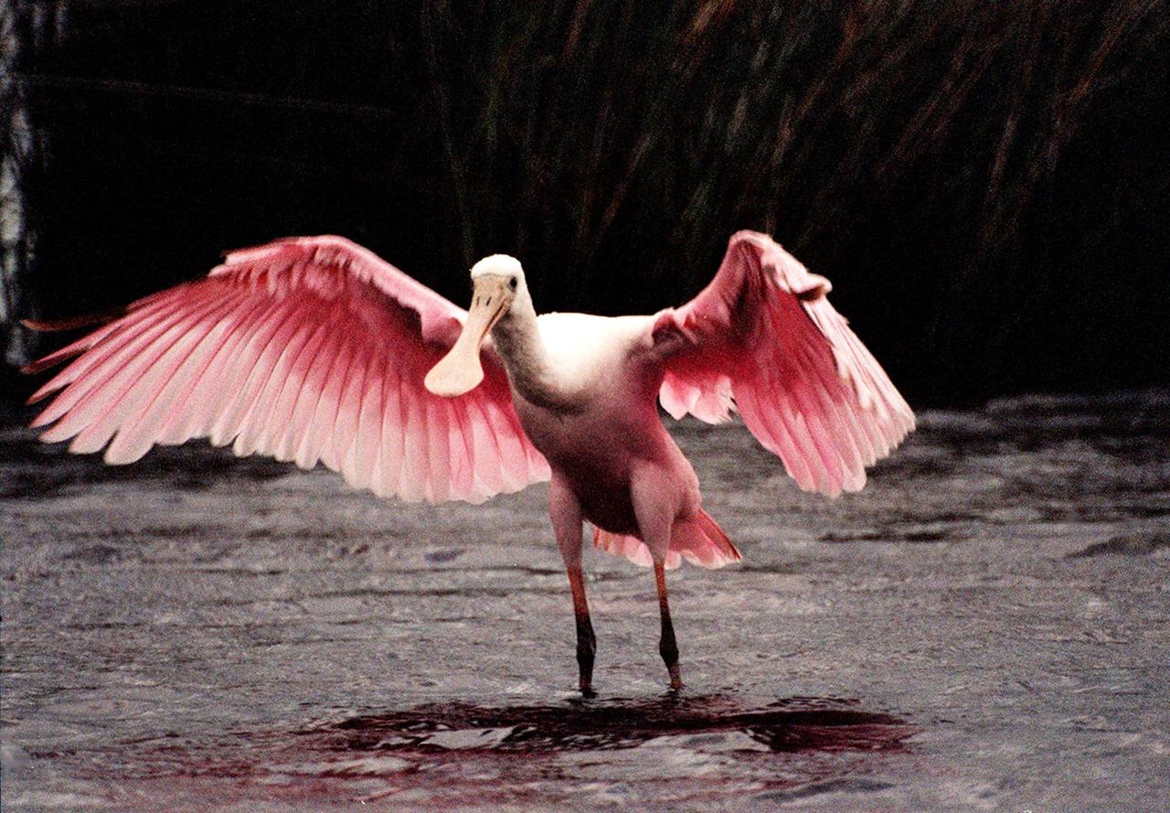 KENNEDY SPACE CENTER, FLA. -- A female roseate spoonbill displays her colorful wings in a mating ritual in Merritt Island National Wildlife Refuge. The birds, named for their brilliant pink color and paddle-shaped bill, feed in shallow water by swinging their bill back and forth, scooping up small fish and crustaceans. They typically inhabit mangroves on the coasts of southern Florida, Louisiana and Texas. The 92,000-acre refuge, which shares a boundary with Kennedy Space Center, is a habitat for more than 330 species of birds, 31 mammals, 117 fishes and 65 amphibians and reptiles. The marshes and open water of the refuge provide wintering areas for 23 species of migratory waterfowl, as well as a year-round home for great blue herons, great egrets, wood storks, cormorants, brown pelicans and other species of marsh and shore birds