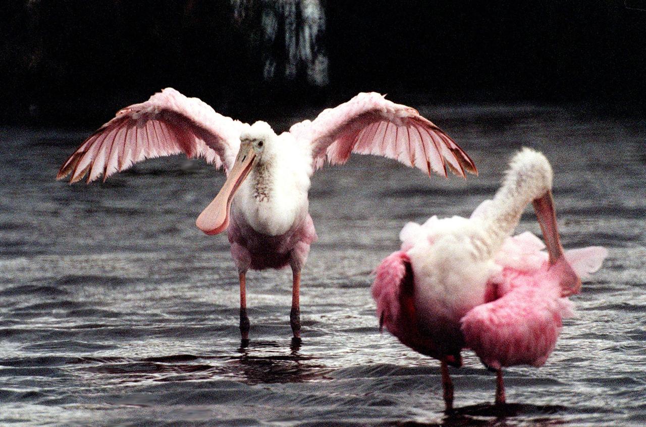 KENNEY SPACE CENTER, FLA. -- A female roseate spoonbill (left) displays her colorful wings to the male at right in a mating ritual in Merritt Island National Wildlife Refuge. The birds, named for their brilliant pink color and paddle-shaped bill, feed in shallow water by swinging their bill back and forth, scooping up small fish and crustaceans. They typically inhabit mangroves on the coasts of southern Florida, Louisiana and Texas. The 92,000-acre refuge, which shares a boundary with Kennedy Space Center, is a habitat for more than 330 species of birds, 31 mammals, 117 fishes and 65 amphibians and reptiles. The marshes and open water of the refuge provide wintering areas for 23 species of migratory waterfowl, as well as a year-round home for great blue herons, great egrets, wood storks, cormorants, brown pelicans and other species of marsh and shore birds