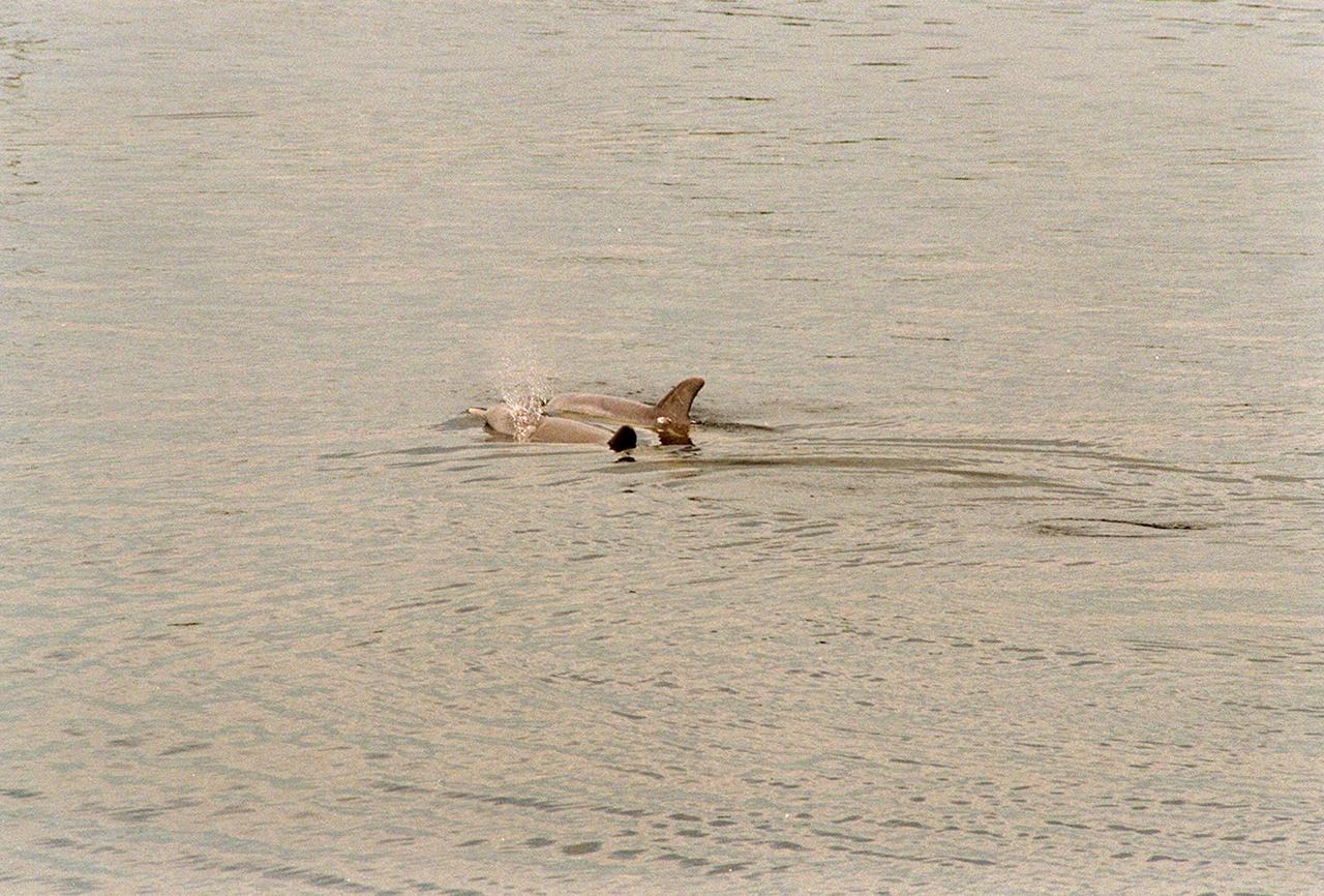 KENNEDY SPACE CENTER, FLA. -- In the turn basin east of the Vehicle Assembly Building and next to the crawlerway, a mother dolphin guides her baby through the water to search for food. Next to them on a rock is an osprey eating a fish. Dolphins inhabit the waters around Kennedy Space Center, along with many different species of oceanic and lagoon fish and shellfish. Mosquito Lagoon to the north, Banana River and Creek to the south and the Indian River to the west make up a special type of estuary called a lagoon, a body of water separated from the ocean by barrier islands, with limited exchange with the ocean through inlets. The Lagoon varies in width from ½ mile to 5 miles and averages only 3 feet in depth. Nearly one-third of the nation's manatee population lives here or migrates through the Lagoon seasonally. The lagoon also has one of the most diverse bird populations anywhere in America