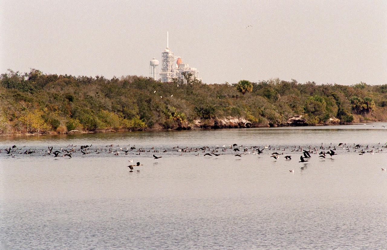 KENNEDY SPACE CENTER, FLA. -- Birds by the score, especially gray and white pelicans, cormorants, sea gulls, herons and ospreys, flock to the turn basin east of the Vehicle Assembly Building in a feeding frenzy as schools of fish fill the waters. In the background is Launch Pad A with Space Shuttle Endeavour waiting for launch on Friday, Feb. 11 for mission STS-99. The basin is part of the Indian River Lagoon, which is made up of Mosquito Lagoon to the north, Banana River and Creek to the south and the Indian River to the west. It is called a lagoon because it is a body of water separated from the ocean by barrier islands, with limited exchange with the ocean through inlets. The Indian River Lagoon has one of the most diverse bird populations anywhere in America. Also, nearly one-third of the nation's manatee population lives here or migrates through the lagoon seasonally. The lagoon varies in width from ½ mile to 5 miles and averages only 3 feet in depth