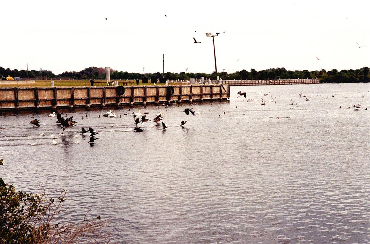 KENNEDY SPACE CENTER, FLA. -- The water in the turn basin, east of the Vehicle Assembly Building and next to the crawlerway, teems with fish and draws white pelicans, gray pelicans, cormorants, sea gulls and more looking for a meal. The turn basin is part of the Indian River Lagoon, composed of Mosquito Lagoon to the north, Banana River and Creek to the south and the Indian River to the west. The Indian River Lagoon has one of the most diverse bird populations anywhere in America. Also, nearly one-third of the nation's manatee population lives here or migrates through the lagoon seasonally. The lagoon varies in width from ½ mile to 5 miles and averages only 3 feet in depth