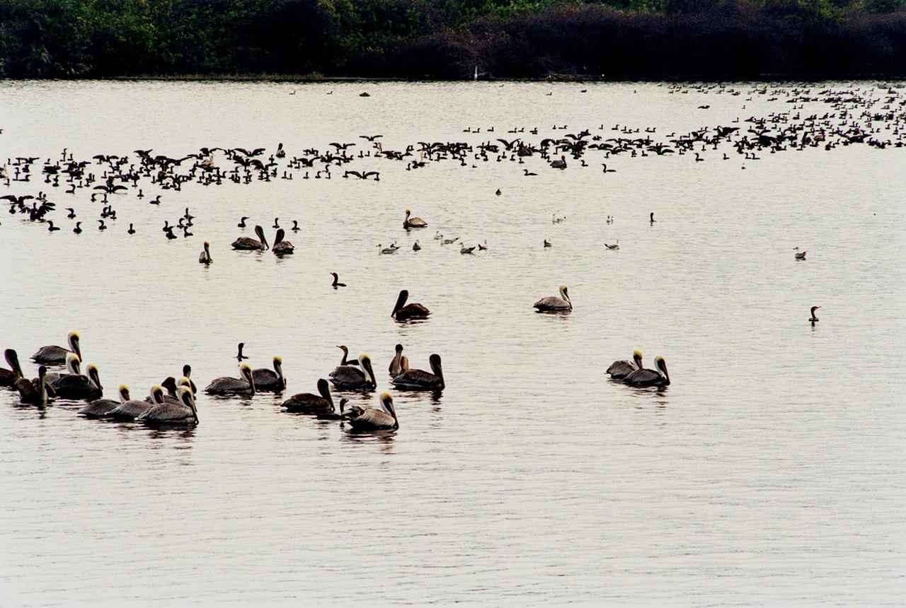 KENNEDY SPACE CENTER, FLA. -- Hundreds of birds, especially gray and white pelicans and cormorants, cover the water in the turn basin, located east of the Vehicle Assembly Building and next to the crawlerway. The basin is teeming with fish, attracting the crowd for a meal. The turn basin is part of the Indian River Lagoon, composed of Mosquito Lagoon to the north, Banana River and Creek to the south and the Indian River to the west. The lagoon has one of the most diverse bird populations anywhere in America, plus many different species of oceanic and lagoon fish, shellfish and dolphins. Also, nearly one-third of the nation's manatee population lives here or migrates through the Lagoon seasonally. The Lagoon varies in width from ½ mile to 5 miles and averages only 3 feet in depth