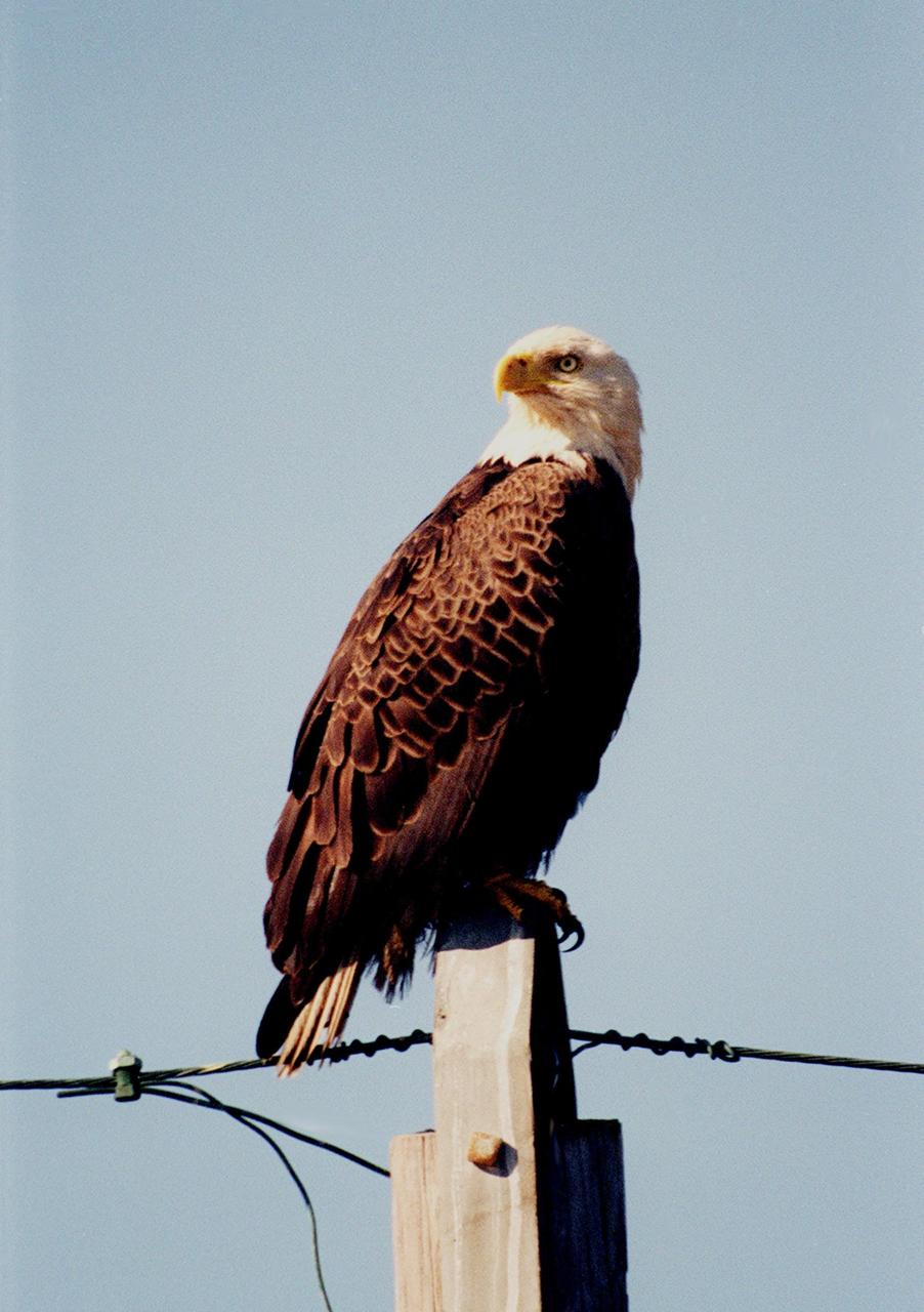 KENNEDY SPACE CENTER, FLA. -- A Southern Bald Eagle perches on top of a utility pole at Kennedy Space Center. About a dozen bald eagles live in the Merritt Island National Wildlife Refuge, which shares a boundary with Kennedy Space Center. The Southern Bald Eagle ranges throughout Florida and along the coasts of California, Texas, Louisiana, and the south Atlantic states. Bald Eagles are listed as endangered in the U.S., except in five states where they are listed as threatened. The number of nesting pairs of the southern race once numbered several thousand; recent estimates are only 350-375. Most of the southern race nest in Florida. Eagles arrive at KSC during late summer and leave for the north in late spring. They move to nest sites in October and November and lay one to three eggs. The young fledge from February to April. The Refuge encompasses 92,000 acres that are a habitat for more than 331 species of birds, 31 mammals, 117 fishes, and 65 amphibians and reptiles. The marshes and open water of the refuge provide wintering areas for 23 species of migratory waterfowl, as well as a year-round home for great blue herons, great egrets, wood storks, cormorants, brown pelicans and other species of marsh and shore birds, as well as a variety of insect
