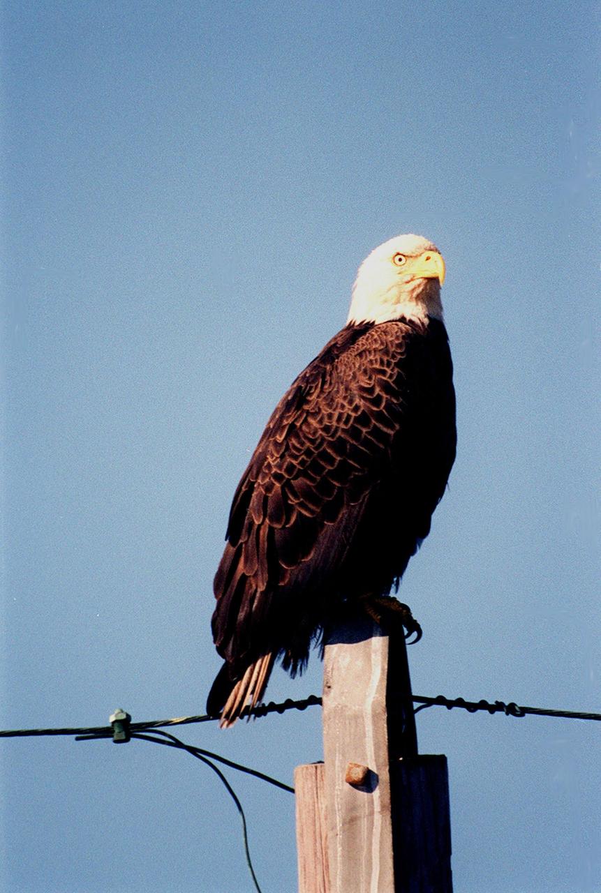 KENNEDY SPACE CENTER, FLA. -- A Southern Bald Eagle perched on top of a utility pole searches the area. About a dozen bald eagles live in the Merritt Island National Wildlife Refuge, which shares a boundary with Kennedy Space Center. The Southern Bald Eagle ranges throughout Florida and along the coasts of California, Texas, Louisiana, and the south Atlantic states. Bald Eagles are listed as endangered in the U.S., except in five states where they are listed as threatened. The number of nesting pairs of the southern race once numbered several thousand; recent estimates are only 350-375. Most of the southern race nest in Florida. Eagles arrive at KSC during late summer and leave for the north in late spring. They move to nest sites in October and November and lay one to three eggs. The young fledge from February to April. The Refuge encompasses 92,000 acres that are a habitat for more than 331 species of birds, 31 mammals, 117 fishes, and 65 amphibians and reptiles. The marshes and open water of the refuge provide wintering areas for 23 species of migratory waterfowl, as well as a year-round home for great blue herons, great egrets, wood storks, cormorants, brown pelicans and other species of marsh and shore birds, as well as a variety of insects