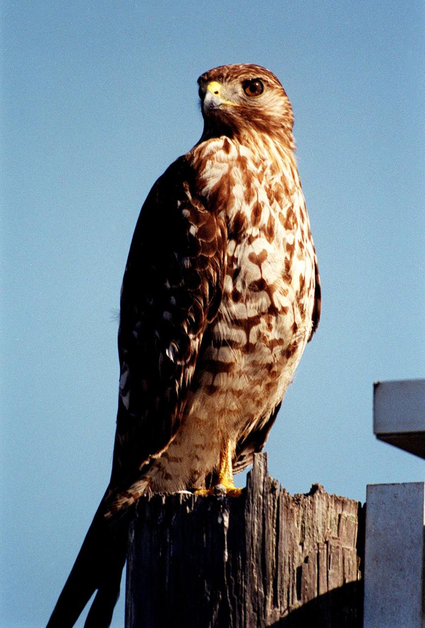 KENNEDY SPACE CENTER, FLA. -- This immature red-shouldered hawk on the roadside at Kennedy Space Center appears to be eyeing the photographer. The red-shouldered hawk's range extends from Minnesota and New Brunswick south to the Gulf Coast and on the Pacific Coast from northern California to Baja California.  This hawk is often found in lowlands, especially swampy woods and bogs. It feeds on small snakes, frogs, insects and small mammals. Kennedy shares a boundary with the Merritt Island National Wildlife Refuge, which encompasses 92,000 acres that are a habitat for more than 331 species of birds, 31 mammals, 117 fishes, and 65 amphibians and reptiles. The marshes and open water of the refuge provide wintering areas for 23 species of migratory waterfowl, as well as a year-round home for great blue herons, great egrets, wood storks, cormorants, brown pelicans and other species of marsh and shore birds, as well as a variety of insects.