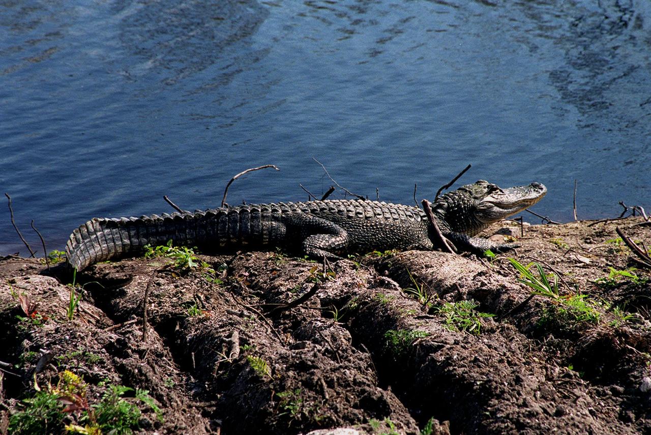 KENNEDY SPACE CENTER, FLA. -- On the bank of a levee near Schwartz Rd. at Kennedy Space Center, an alligator suns itself with a wary eye out for trespassers. Nearly 5,000 alligators can be found in canals, ponds, and waterways throughout the Center and the Merritt Island National Wildlife Refuge, which shares a boundary with the Center. American alligators feed and rest in the water, and lay their eggs in dens they dig into the banks. The young alligators spend their first several weeks in these dens. The Wildlife Refuge encompasses 92,000 acres that are a habitat for more than 331 species of birds, 31 mammals, 117 fishes, and 65 amphibians and reptiles. The marshes and open water of the refuge provide wintering areas for 23 species of migratory waterfowl, as well as a year-round home for great blue herons, great egrets, wood storks, cormorants, brown pelicans and other species of marsh and shore birds, as well as a variety of insects