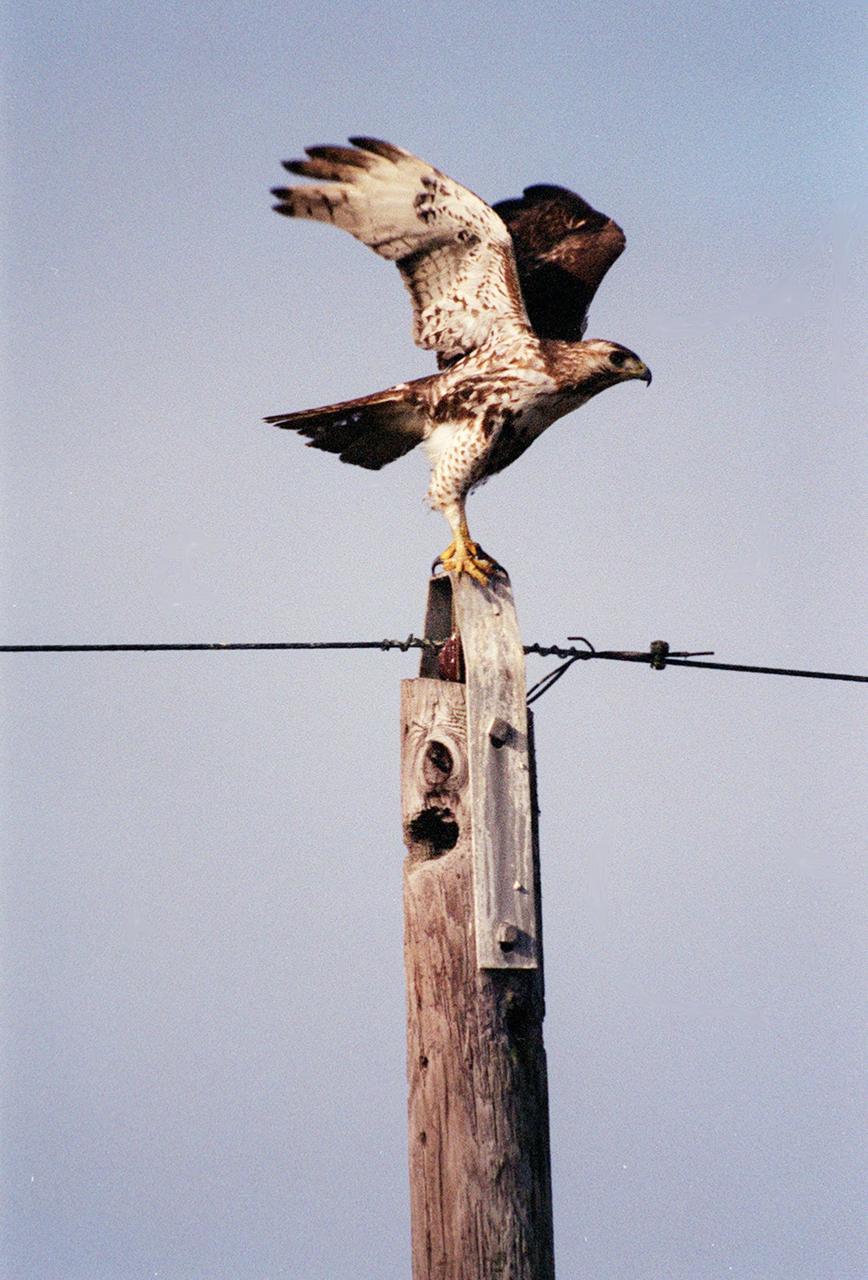 KENNEDY SPACE CENTER, FLA. -- This Broad-Winged Hawk is ready for flight from its perch on a utility pole at Kennedy Space Center. This hawk's habitat is chiefly deciduous woodland, ranging from southern Canada south throughout the eastern United States, including a small area of Central Florida. It winters in tropical South America. The Center shares a boundary with the Merritt Island National Wildlife Refuge, a haven and habitat for more than 331 species of birds. The Refuge encompasses 92,000 acres that are also a habitat for 31 mammals, 117 fishes, and 65 amphibians and reptiles. The marshes and open water of the refuge provide wintering areas for 23 species of migratory waterfowl, as well as a year-round home for great blue herons, great egrets, wood storks, cormorants, brown pelicans and other species of marsh and shore birds, as well as a variety of insects