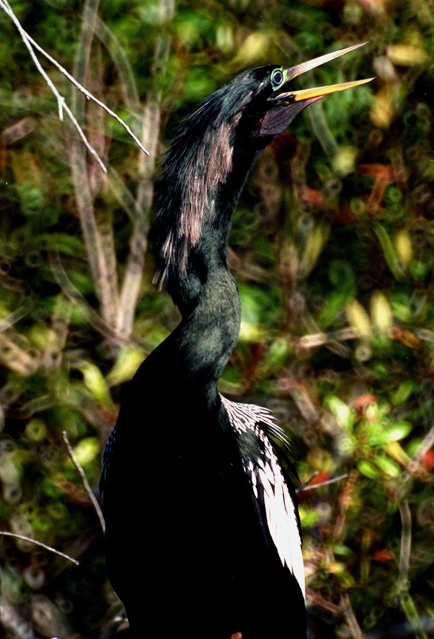 KENNEDY SPACE CENTER, FLA. -- The greenish iridescence of a male Anhinga nearly blends into the green vegetation behind it on the grounds of the Kennedy Space Center. The mostly black-bodied bird is also known as a "snakebird" because, when swimming, only its head and long, slender neck are visible above water. The anhinga inhabits freshwater ponds and swamps with thick vegetation and ranges the Atlantic and Gulf coasts from North Carolina to Texas, the Mississippi Valley north to Arkansas and Tennessee, and south to southern South America. The Center shares a boundary with the Merritt Island National Wildlife Refuge, which encompasses 92,000 acres that are a habitat for more than 331 species of birds, 31 mammals, 117 fishes, and 65 amphibians and reptiles. The marshes and open water of the refuge provide wintering areas for 23 species of migratory waterfowl, as well as a year-round home for great blue herons, great egrets, wood storks, cormorants, brown pelicans and other species of marsh and shore birds, as well as a variety of insects