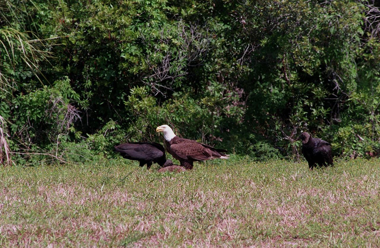 KENNEDY SPACE CENTER, FLA. -- A bald eagle joins two vultures at the site of an undetermined carcass on the grounds of the Kennedy Space Center. The Southern Bald Eagle ranges throughout Florida and along the coasts of California, Texas, Louisiana, and the south Atlantic states. Bald eagles are listed as endangered in the U.S., except in five states where they are listed as threatened. The number of nesting pairs of the southern race once numbered several thousand; recent estimates are only 350-375. Most of the southern race nests in Florida. Eagles arrive at KSC during late summer and leave for the north in late spring. They move to nest sites in October and November and lay one to three eggs. The young fledge from February to April. KSC shares a boundary with the Merritt Island National Wildlife Refuge, which encompasses 92,000 acres that are a habitat for more than 331 species of birds, 31 mammals, 117 fishes, and 65 amphibians and reptiles. The marshes and open water of the refuge provide wintering areas for 23 species of migratory waterfowl, as well as a year-round home for great blue herons, great egrets, wood storks, cormorants, brown pelicans and other species of marsh and shore birds, as well as a variety of insects