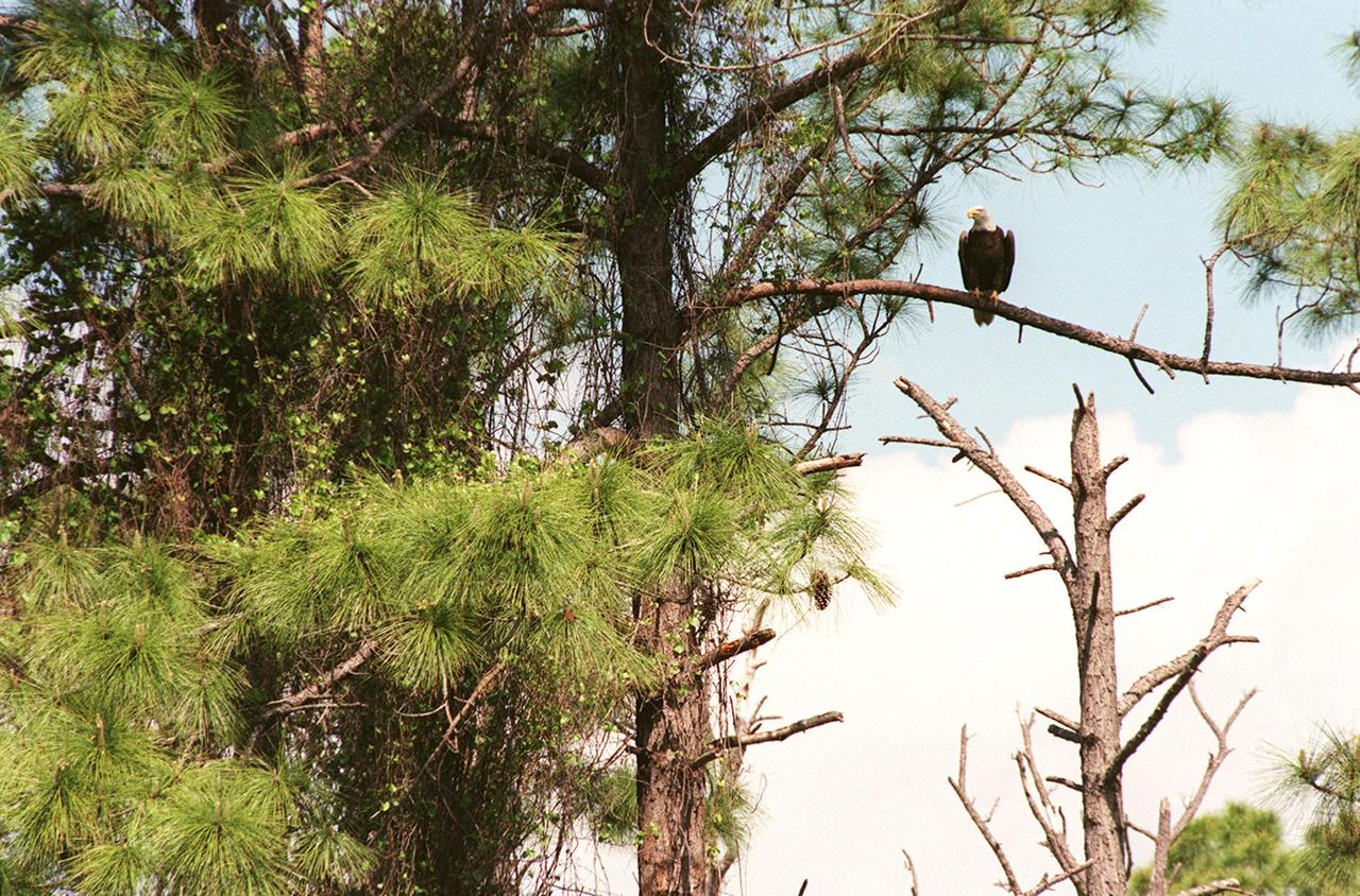 KENNEDY SPACE CENTER, FLA. -- High in a pine tree on the grounds of the Kennedy Space Center, a bald eagle perches on a branch. The Southern Bald Eagle ranges throughout Florida and along the coasts of California, Texas, Louisiana, and the south Atlantic states. Bald eagles are listed as endangered in the U.S., except in five states where they are listed as threatened. The number of nesting pairs of the southern race once numbered several thousand; recent estimates are only 350-375. Most of the southern race nests in Florida. Eagles arrive at KSC during late summer and leave for the north in late spring. They move to nest sites in October and November and lay one to three eggs. The young fledge from February to April. KSC shares a boundary with the Merritt Island National Wildlife Refuge, which encompasses 92,000 acres that are a habitat for more than 331 species of birds, 31 mammals, 117 fishes, and 65 amphibians and reptiles. The marshes and open water of the refuge provide wintering areas for 23 species of migratory waterfowl, as well as a year-round home for great blue herons, great egrets, wood storks, cormorants, brown pelicans and other species of marsh and shore birds, as well as a variety of insects