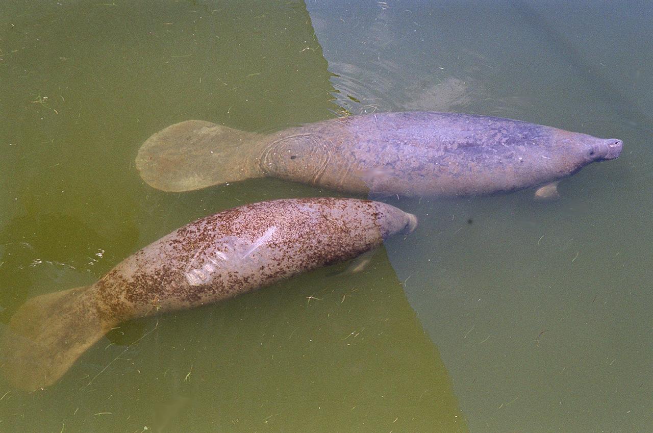 Two manatees swim leisurely in waters on Kennedy Space Center. They gather in Florida's warm water rivers and inland springs during the winter. KSC shares a boundary with the Merritt Island National Wildlife Refuge, which encompasses 92,000 acres that are a habitat for more than 331 species of birds, 31 mammals, 117 fishes, and 65 amphibians and reptiles. The marshes and open water of the refuge provide wintering areas for 23 species of migratory waterfowl, as well as a year-round home for great blue herons, great egrets, wood storks, cormorants, brown pelicans and other species of marsh and shore birds, as well as a variety of insects