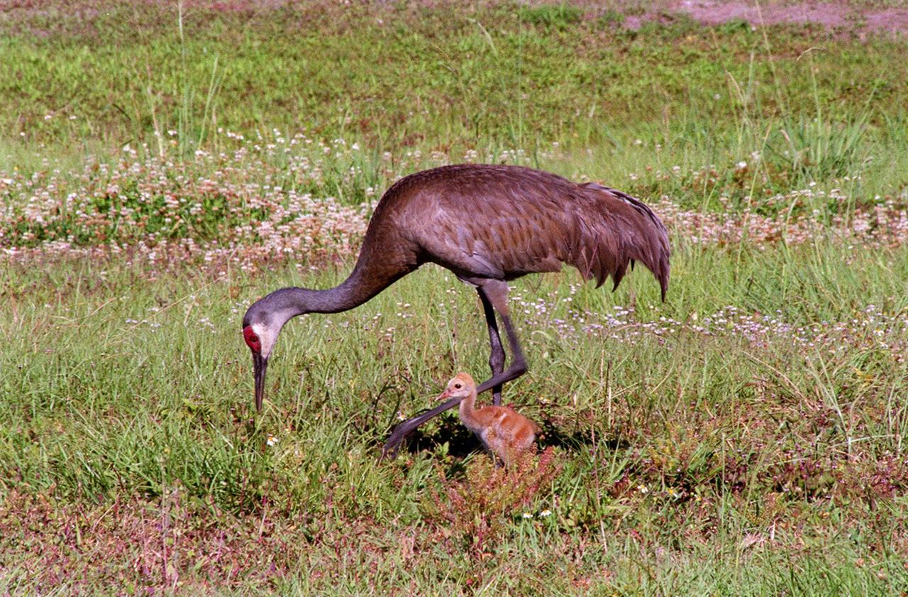 A Sandhill Crane searches for food with its still-fuzzy fledgling by its side. The two, along with another adult crane, have been seen wandering the grassy areas in the KSC Launch Complex 39 area. Sandhill cranes range from Siberia, Alaska and Arctic islands to Michigan, Minnesota and California; from Florida to Texas. They prefer large freshwater marshes, prairie ponds and marshy tundra. KSC shares a boundary with the Merritt Island National Wildlife Refuge, which encompasses 92,000 acres that are a habitat for more than 331 species of birds, 31 mammals, 117 fishes, and 65 amphibians and reptiles. The marshes and open water of the refuge provide wintering areas for 23 species of migratory waterfowl, as well as a year-round home for great blue herons, great egrets, wood storks, cormorants, brown pelicans and other species of marsh and shore birds, as well as a variety of insects