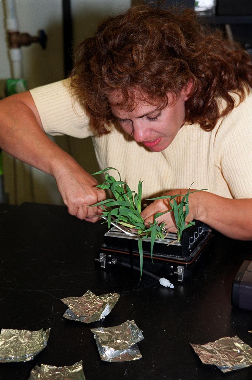  Research technician Lisa Ruffa works with a wheat sample that is part of ground testing for the first International Space Station plant experiment, scheduled to fly in October 2001. The payload process testing is one of many studies being performed at the Biological Sciences Branch in the Spaceport Engineering and Technology Directorate at Kennedy Space Center. The branch's operations and research areas include life sciences Space Shuttle payloads, bioregenerative life-support for long-duration spaceflight and environmental/ecological stewardship