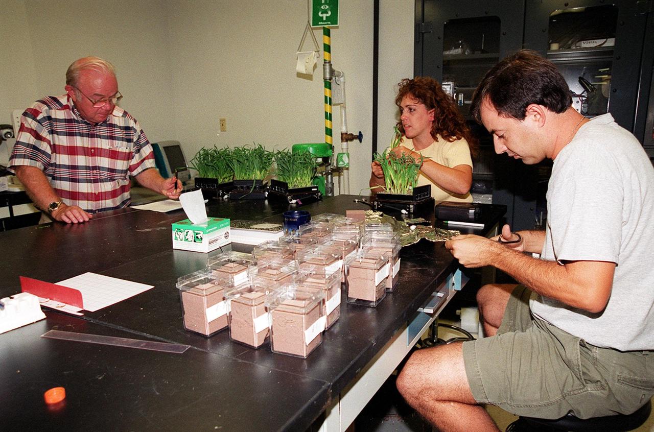Researchers work with wheat samples that are part of ground testing for the first International Space Station plant experiment, scheduled to fly in October 2001. From left are research scientist Oscar Monje and research technicians Lisa Ruffa and Ignacio Eraso. The payload process testing they are performing is one of many studies at the Biological Sciences Branch in the Spaceport Engineering and Technology Directorate at Kennedy Space Center. The branch's operations and research areas include life sciences Space Shuttle payloads, bioregenerative life-support for long-duration spaceflight and environmental/ecological stewardship