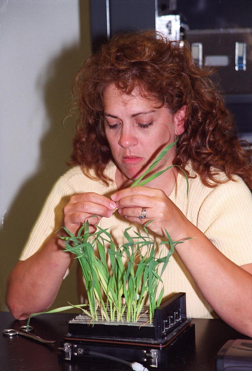Research technician Lisa Ruffa works with a wheat sample that is part of ground testing for the first International Space Station plant experiment, scheduled to fly in October 2001. The payload process testing is one of many studies being performed at the Biological Sciences Branch in the Spaceport Engineering and Technology Directorate at Kennedy Space Center. The branch's operations and research areas include life sciences Space Shuttle payloads, bioregenerative life-support for long-duration spaceflight and environmental/ecological stewardship