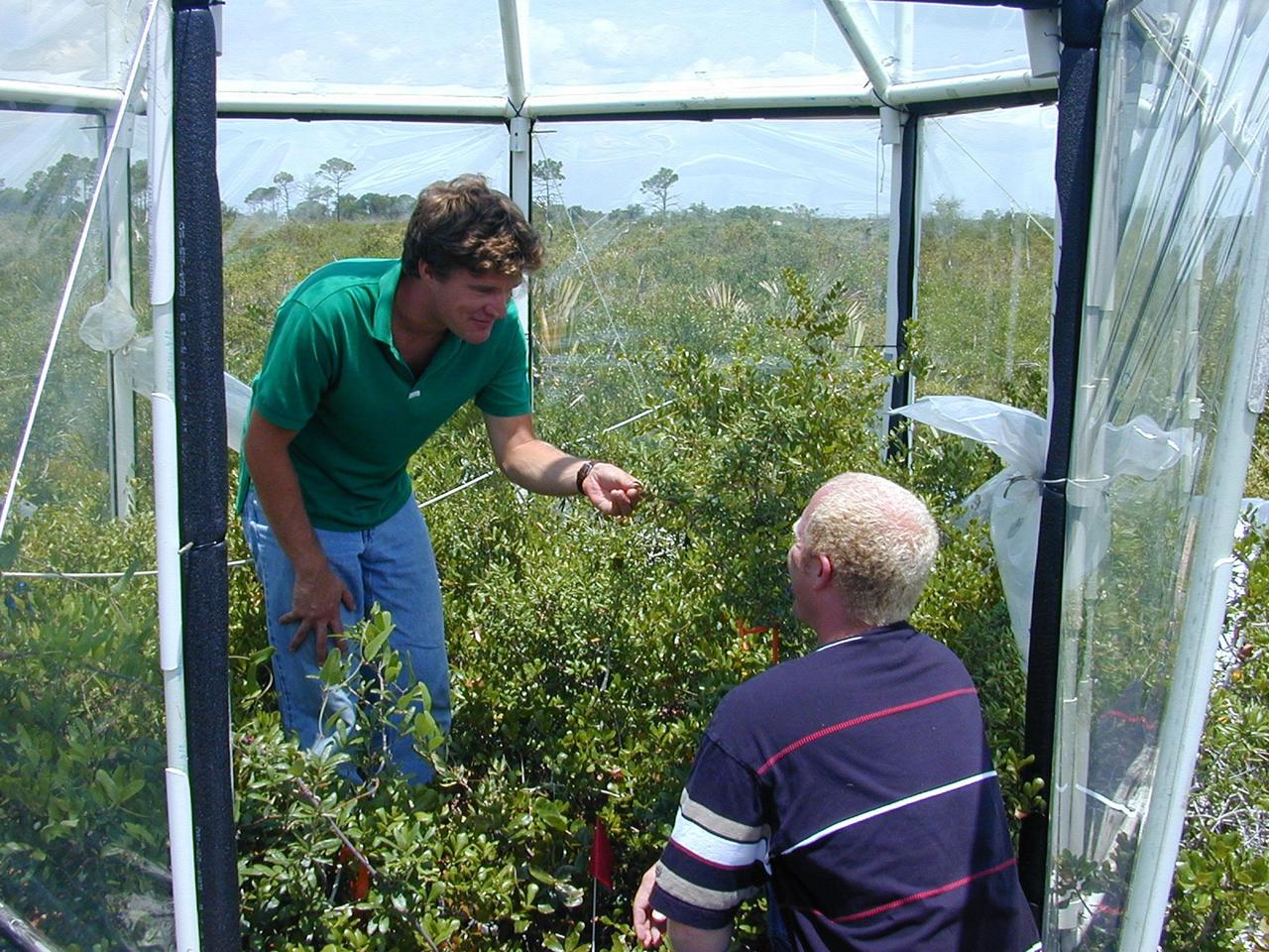 CO2 study site manager and plant physiologist Graham Hymus (left) examines scrub oak foliage while project engineer David Johnson (right) looks on. The life sciences study is showing that rising levels of carbon dioxide in our atmosphere, caused by the burning of fossil fuels, could spur plant growth globally. The site of KSC's study is a natural scrub oak area near the Vehicle Assembly Building. Twelve-foot areas of scrub oak have been enclosed in 16 open-top test chambers into which CO2 has been blown. Five scientists from NASA and the Smithsonian Environmental Research Center in Edgewater, Md., work at the site to monitor experiments and keep the site running. Scientists hope to continue the study another five to 10 years. More information on this study can be found in Release No. 57-00. Additional photos can be found at: www-pao.ksc.nasa.gov/captions/subjects/co2study.htm 
