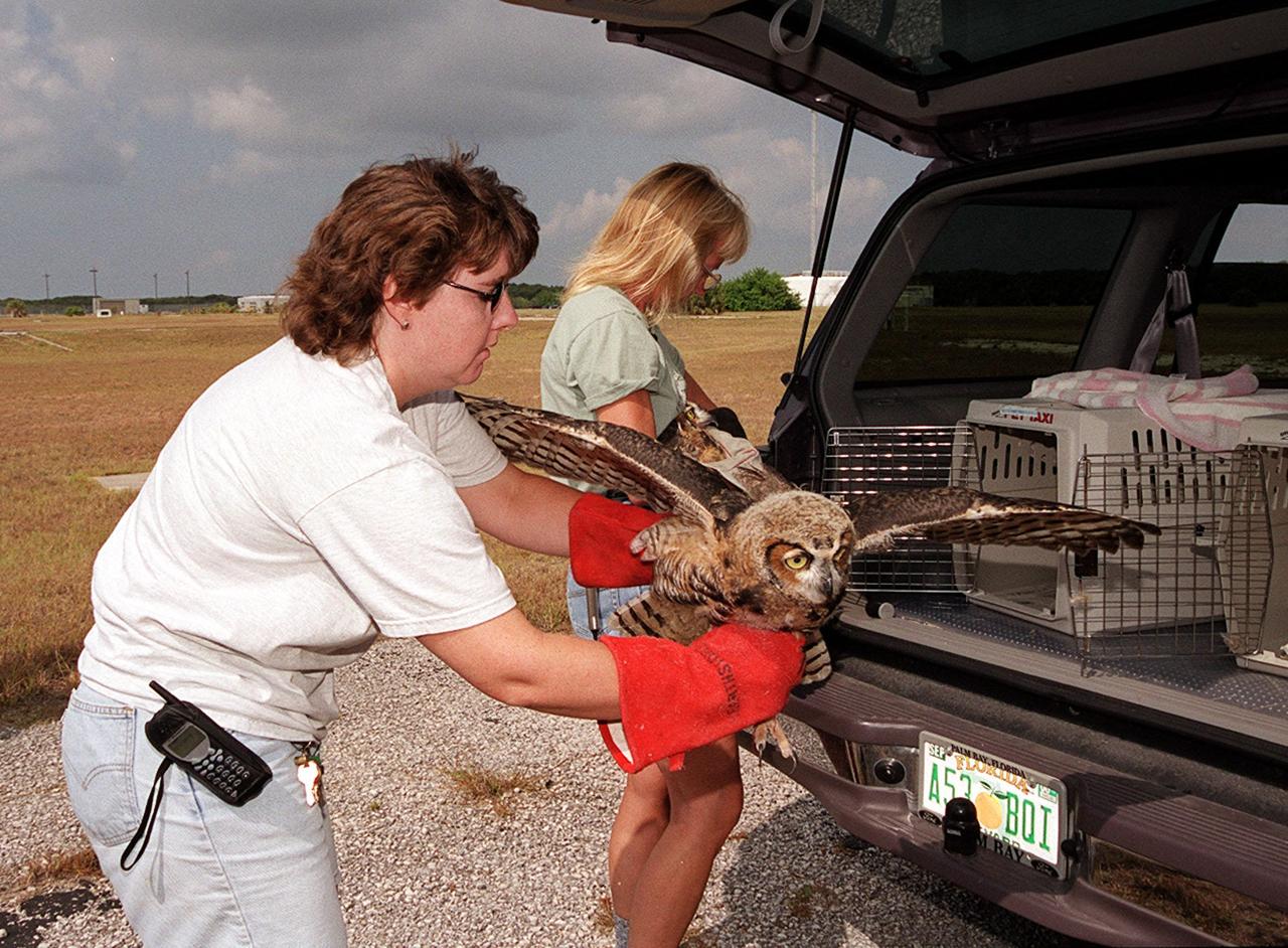  Eileen Olejarski (left), manager of Florida Wildlife Hospital, and Susan Small, director of the hospital, remove two great horned owls from the vehicle before releasing them at Cape Canaveral Air Force Station, Complex 25/29. The owls were found in June on the floor of CCAFS Hangar G, where their nest was located. They were treated at a local veterinary hospital and then taken to the Florida Wildlife Hospital in Melbourne for care and rehabilitation before release.