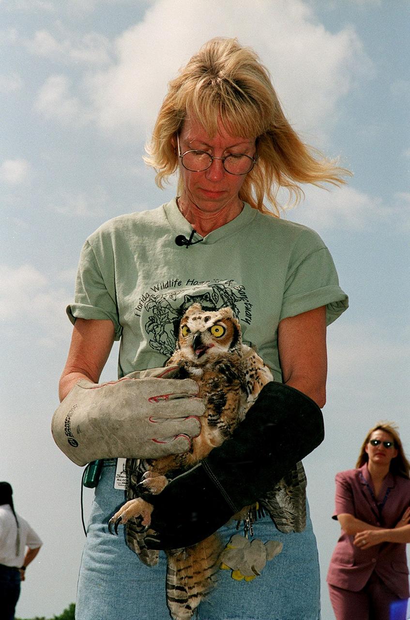  Susan Small, director of the Florida Wildlife Hospital, holds a great horned owl before releasing it at Cape Canaveral Air Force Station, Complex 25/29. The owl is one of two found in June on the floor of CCAFS Hangar G, where their nest was located. They were treated at a local veterinary hospital and then taken to the Florida Wildlife Hospital in Melbourne for care and rehabilitation before release