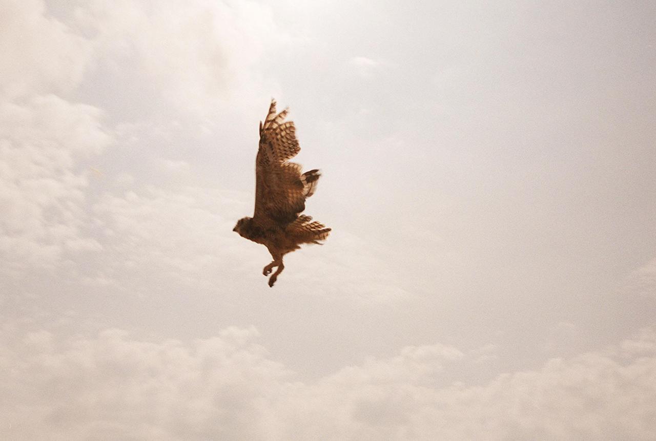  A great horned owl flies to freedom after its release at Cape Canaveral Air Force Station, Complex 25/29. The owl is one of two found in June on the floor of CCAFS Hangar G, where their nest was located. They were treated at a local veterinary hospital and then taken to the Florida Wildlife Hospital in Melbourne for care and rehabilitation before release