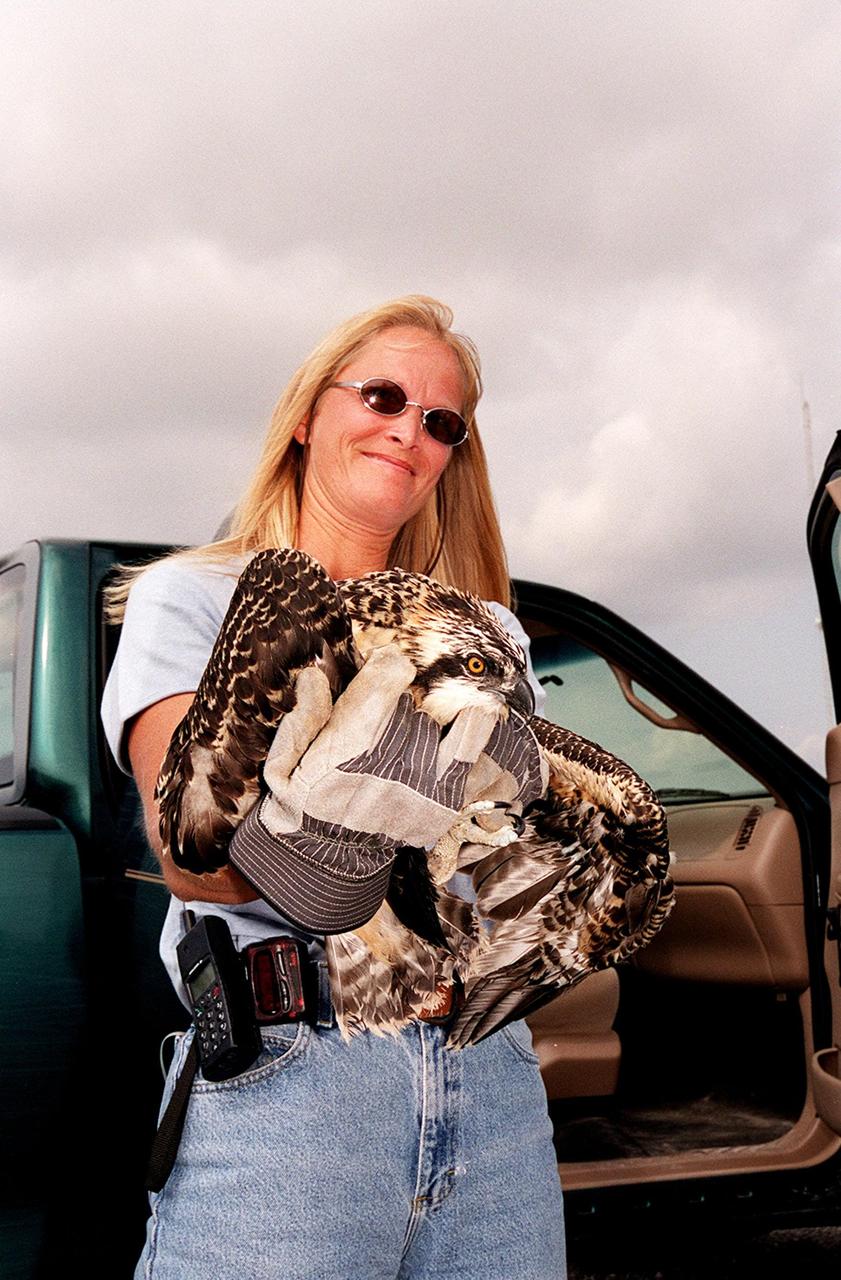  Angy Chambers, senior wildlife biologist for Environmental Support Contract/Dynamac, holds a juvenile osprey before releasing it at Cape Canaveral Air Force Station. As a nestling, the osprey fell twice from its nest, located on a light pole in the ITL area of CCAFS. Chambers determined the bird might have a broken leg and gave it to the Florida Wildlife Hospital for treatment. The osprey was released the same day as the two great horned owls
