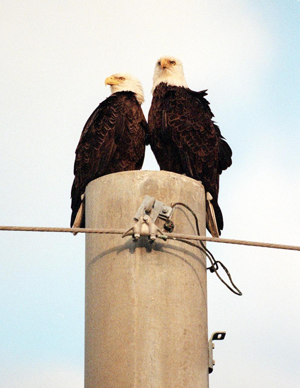 This pair of bald eagles appear unhappy as the focus of the camera while they perch together on the top of a utility pole at Kennedy Space Center. The Center counts more than half a dozen bald eagles among the denizens of its site, especially since KSC shares a boundary with the Merritt Island National Wildlife Refuge. The Southern bald eagle is no stranger to Florida as it ranges throughout the state and along the coasts of California, Texas, Louisiana and south Atlantic states. Most southern Florida eagles nesting at KSC arrive during late summer and leave for the north in late spring. They move to nest sites in October and November and lay one to three eggs. The young fledge from February to April. The Refuge encompasses 92,000 acres that are a habitat for more than 331 species of birds, 31 mammals, 117 fishes, and 65 amphibians and reptiles. The marshes and open water of the refuge provide wintering areas for 23 species of migratory waterfowl, as well as a year-round home for great blue herons, great egrets, wood storks, cormorants, brown pelicans and other species of marsh and shore birds, as well as a variety of insects