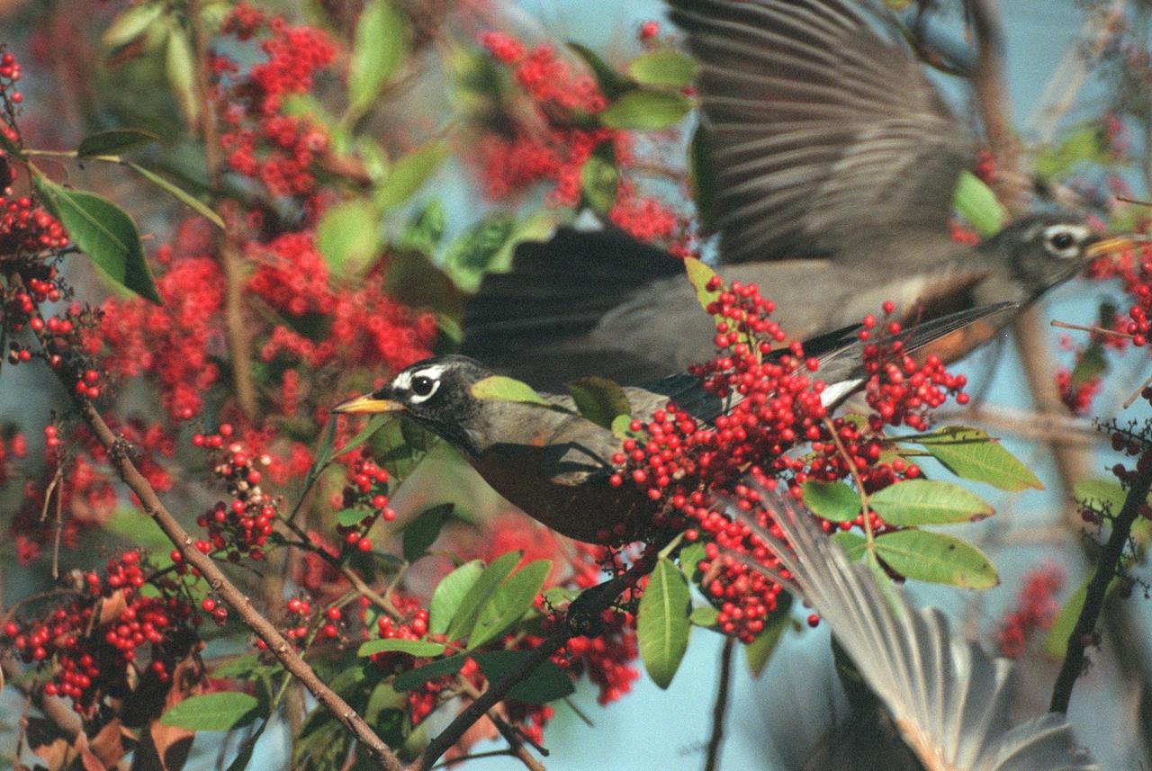 KENNEDY SPACE CENTER, FLA. -- Seen on Blackpoint Wildlife Drive, part of the Merritt Island National Wildlife Refuge, robins enjoy a feast of red berries. Robins range throughout North America, preferring gardens, open woodland, agricultural land, as well as towns. The birds are usually considered a harbinger of spring, and can be seen in large flocks throughout Florida in January and February, especially as they gather for northern migration. Kennedy Space Center shares a boundary with the Merritt Island National Wildlife Refuge. The Refuge encompasses 92,000 acres that are a habitat for more than 331 species of birds, 31 mammals, 117 fishes, and 65 amphibians and reptiles. The marshes and open water of the refuge provide wintering areas for 23 species of migratory waterfowl, as well as a year-round home for great blue herons, great egrets, wood storks, cormorants, brown pelicans and other species of marsh and shore birds, as well as a variety of insects