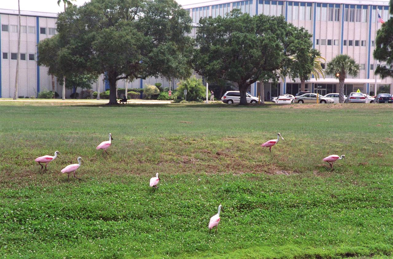 KENNEDY SPACE CENTER, FLA. -- Roseate Spoonbills stride across the lawn in front of the KSC Headquarters building. The birds, named for their brilliant pink color and paddle-shaped bill, usually feed in shallow water by swinging their bill back and forth, scooping up small fish and crustaceans. They typically inhabit mangroves on the coasts of southern Florida, Louisiana and Texas. Kennedy Space Center shares a boundary with the Merritt Island National Wildlife Refuge. The Refuge encompasses 92,000 acres that are a habitat for more than 331 species of birds, 31 mammals, 117 fishes, and 65 amphibians and reptiles. The marshes and open water of the refuge provide wintering areas for 23 species of migratory waterfowl, as well as a year-round home for great blue herons, great egrets, wood storks, cormorants, brown pelicans and other species of marsh and shore birds, as well as a variety of insects