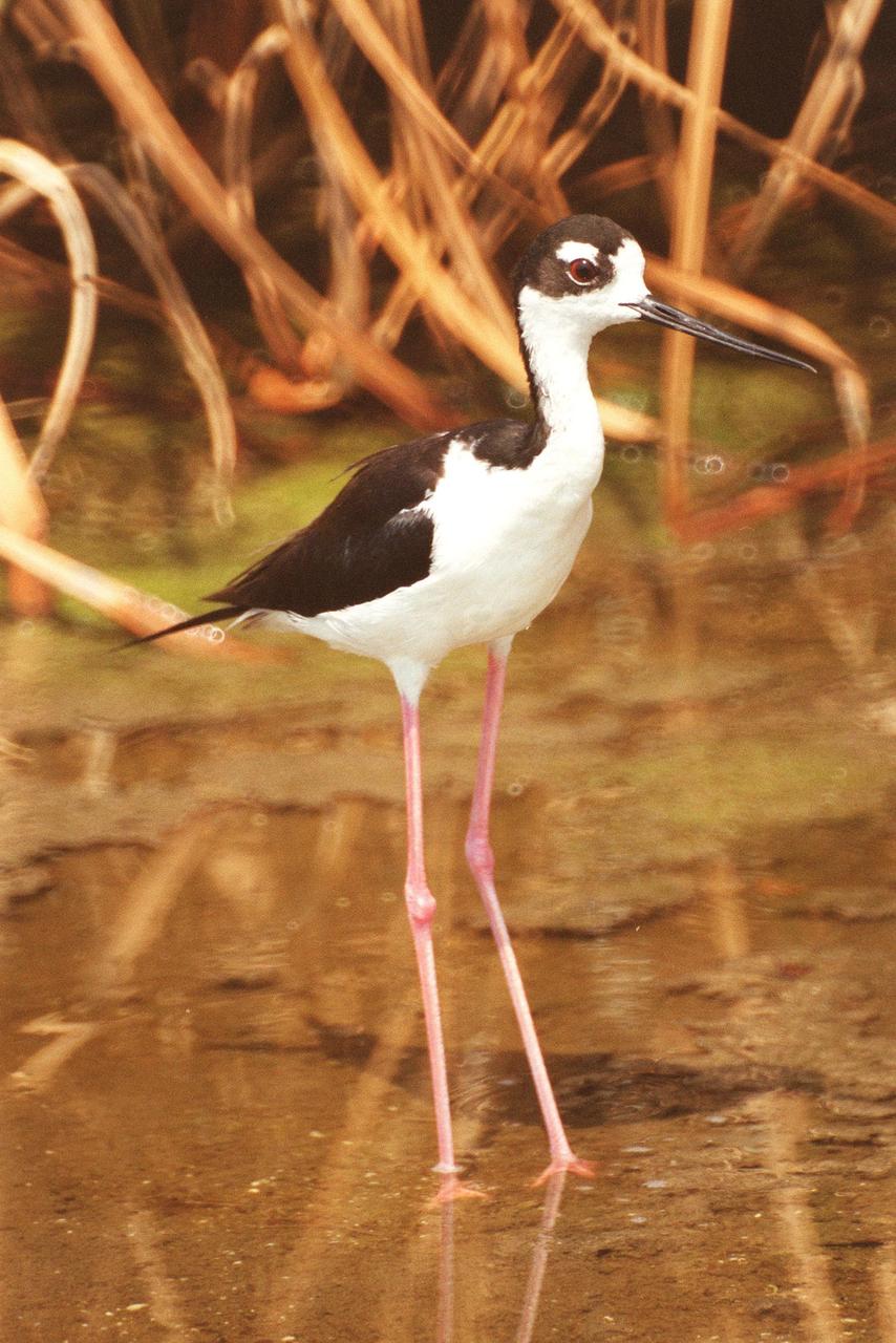 KENNEDY SPACE CENTER, FLA. -- An adult Black-necked Stilt keeps a wary eye out for intruders. The species inhabits salt marshes and shallow coastal bays in the East, as well as freshwater marshes in the West. They are found along the Atlantic Coast from Delaware to northern South America. The black and white markings, long red legs and straight, very thin bill make the stilt very recognizable. This stilt was photographed in the Merritt Island National Wildlife Refuge, which shares a boundary with Kennedy Space Center. The Refuge encompasses 92,000 acres that are a habitat for more than 331 species of birds, 31 mammals, 117 fishes, and 65 amphibians and reptiles. The marshes and open water of the refuge provide wintering areas for 23 species of migratory waterfowl, as well as a year-round home for great blue herons, great egrets, wood storks, cormorants, brown pelicans and other species of marsh and shore birds, as well as a variety of insects