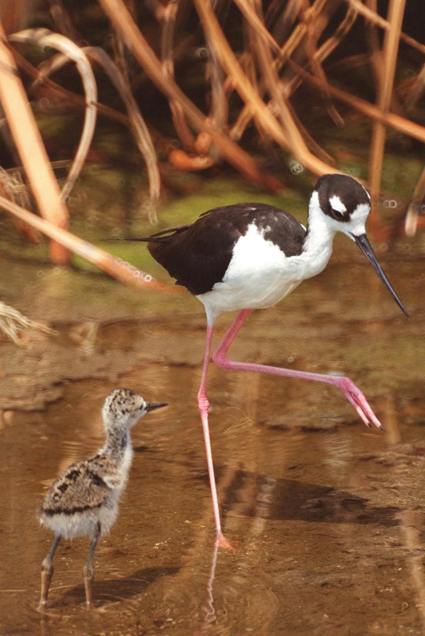 KENNEDY SPACE CENTER, FLA. -- An adult Black-necked Stilt seems to be giving its chick a dancing lesson. The chick already displays the long neck and legs of the adult. The species inhabits salt marshes and shallow coastal bays in the East, as well as freshwater marshes in the West. They are found along the Atlantic Coast from Delaware to northern South America. The black and white markings, long red legs and straight, very thin bill make the stilt very recognizable. This pair was photographed in the Merritt Island National Wildlife Refuge, which shares a boundary with Kennedy Space Center. The Refuge encompasses 92,000 acres that are a habitat for more than 331 species of birds, 31 mammals, 117 fishes, and 65 amphibians and reptiles. The marshes and open water of the refuge provide wintering areas for 23 species of migratory waterfowl, as well as a year-round home for great blue herons, great egrets, wood storks, cormorants, brown pelicans and other species of marsh and shore birds, as well as a variety of insects