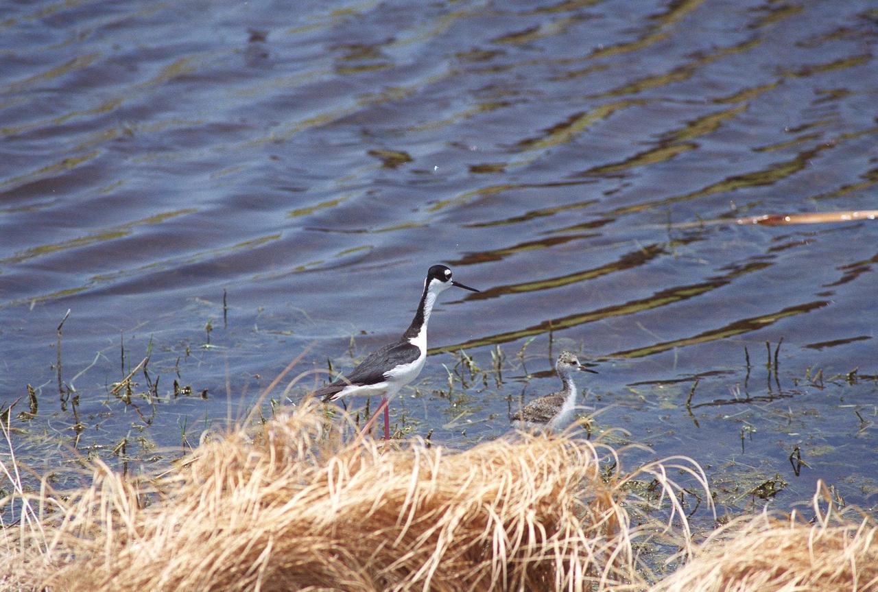 KENNEDY SPACE CENTER, FLA. -- In the waters of the Merritt Island National Wildlife Refuge, an adult black-necked stilt and its chick wander along the bank. Stilts are identified by a distinct head pattern of black and white, very long red legs, and a straight, very thin bill. They usually produce three or four brown-spotted buff eggs in a shallow depression lined with grass or shell fragments. In the nesting season they are particularly aggressive. Their habitat is salt marshes and shallow coastal bays from Delaware to northern South America in the East, and in the West freshwater marshes from Oregon and Saskatchewan to the Gulf Coast. The 92,000-acre wildlife refuge, which shares a boundary with Kennedy Space Center, is a habitat for more than 310 species of birds, 25 mammals, 117 fishes and 65 amphibians and reptiles. The marshes and open water of the refuge also provide wintering areas for 23 species of migratory waterfowl, as well as a year-round home for great blue herons, great egrets, wood storks, cormorants, brown pelicans and other species of marsh and shore birds