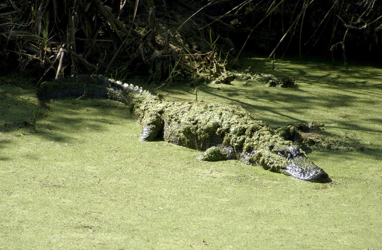KENNEDY SPACE CENTER, FLA. --  In one of the many waterholes on KSC, a large alligator lies covered with green algae as he basks in the sun. Nearly 5,000 alligators can be found in canals, ponds and waterways throughout the Center and surrounding areas. American alligators feed and rest in the water, and lay their eggs in dens they dig into the banks. The young alligators spend their first several weeks in these dens