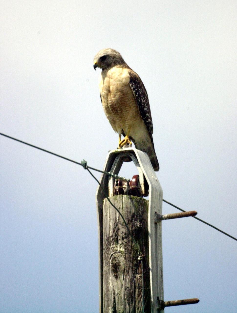 KENNEDY SPACE CENTER, FLA. --  This Red-Shouldered Hawk, perched on a utility pole at Kennedy Space Center, keeps an eye out for prey.  Ranging from Central to South Florida, its diet includes rodents, lizards and insects.  Its habitat is chiefly cypress and mangrove swamps
