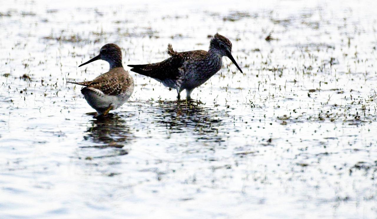 KENNEDY SPACE CENTER, FLA. -- A pair of Lesser Yellowlegs search a lake near Kennedy Space Center for food. The species inhabits marshy ponds, lake and river shores, and mud flats. They range from Alaska and Canada, wintering in the southern United States and South America.