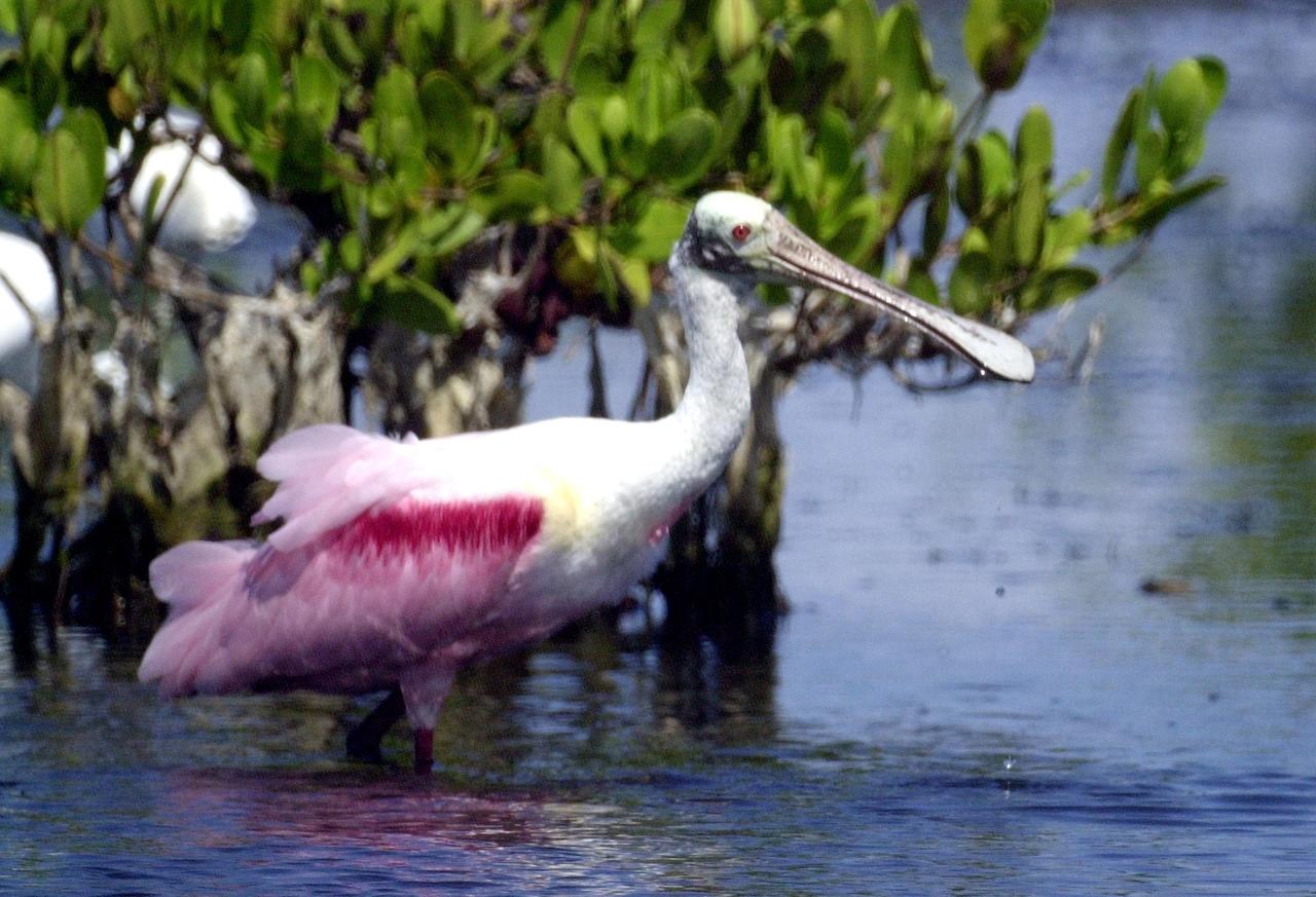 KENNEDY SPACE CENTER, FLA. - Water droplets fall from the broad bill of a Roseate Spoonbill after lifting its head from the water. The site is near Kennedy Space Center. Spoonbills obtain food by sweeping their broad bills from side to side. They inhabit mangroves, ranging from the coasts of southern Florida and Texas (sometimes Louisiana), the West Indies, Mexico and Central and South America.