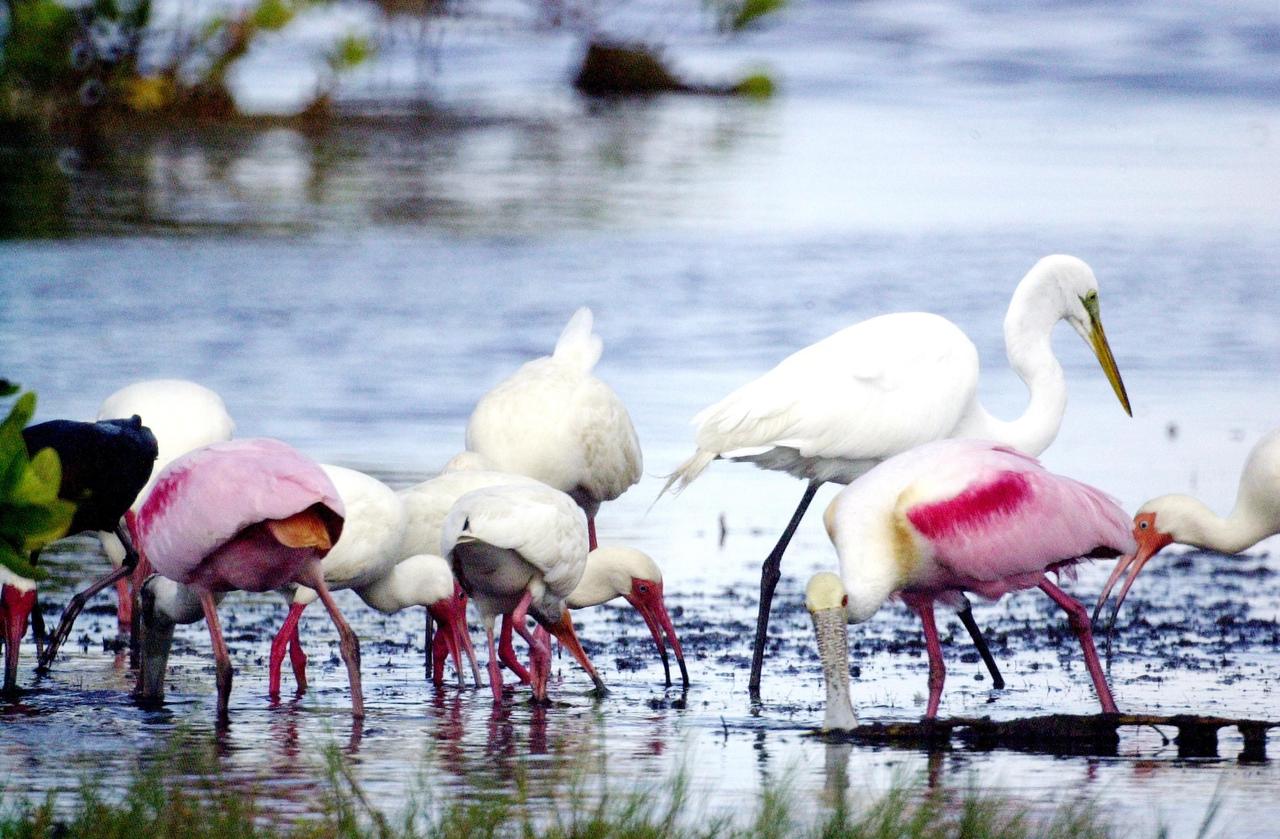 KENNEDY SPACE CENTER, FLA. --  A mixed group of water birds searches for food in a lake near Kennedy Space Center.  Identified are a Great Egret (background, with yellow beak), White Ibis (far right and center, orange beak), and Roseate Spoonbills.  All prefer marshes, mud flats, ponds, lagoons and tidal flats as habitat.  They are frequently found in the warm, coastal areas of Florida