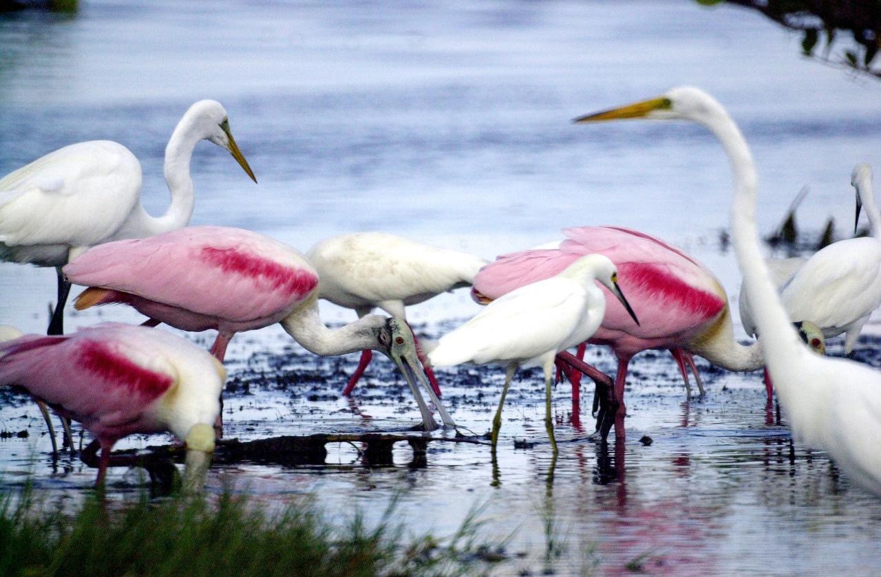 KENNEDY SPACE CENTER, FLA. --  An immature -- therefore white -- Little Blue Heron (center, with black bill) joins Roseate Spoonbills and a pair of Great Egrets in a lake near Kennedy Space Center.  The heron ranges along the east coast of the United States, from New York to Texas, inland to Oklahoma.  It winters from South Carolina to South America.  For habitat the Little Blue Heron prefers freshwater swamps and lagoons in the South, coastal thickets on islands in the North.  The species is often observed in large mixed concentrations of herons and egrets