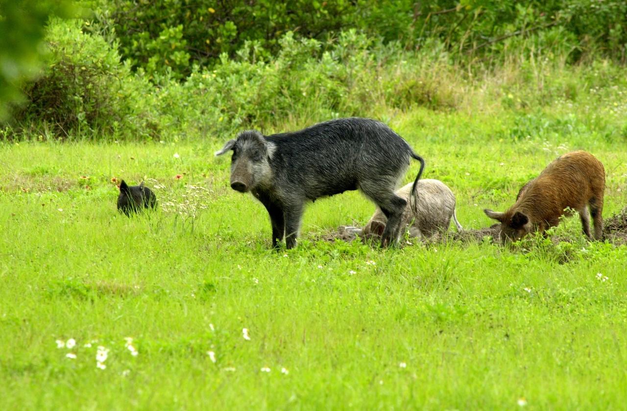 KENNEDY SPACE CENTER, FLA. --  Feral pigs dig for food on grounds near Kennedy Space Center.  Not a native in the environment, the hogs are believed to be descendants from the pigs brought to Florida by the early Spanish explorers. Without many predators other than human, the pigs have flourished