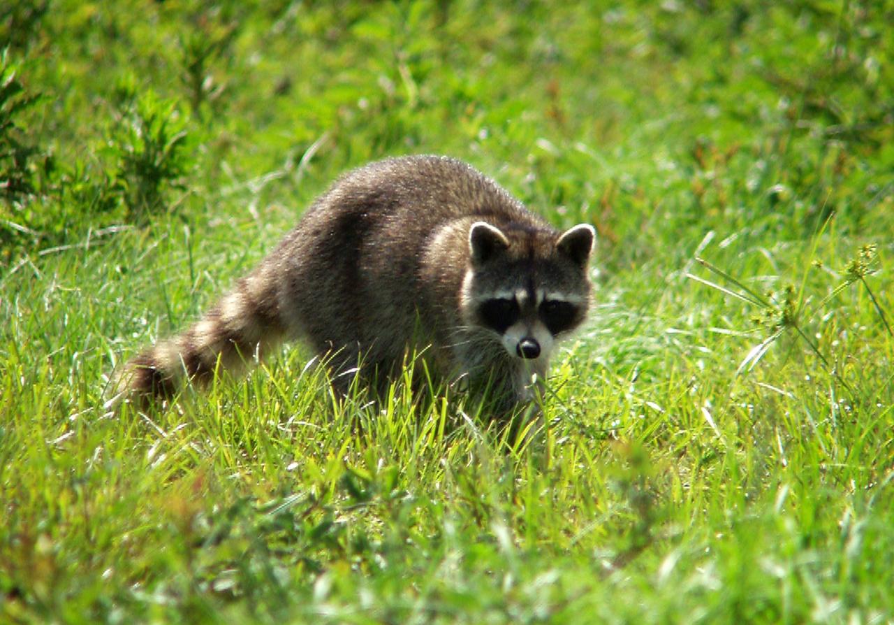 KENNEDY SPACE CENTER, FLA. --  A raccoon keeps an eye on the photographer who spotted him among the tall grasses near KSC.  The nocturnal creatures are abundant in the area but usually not seen in the daytime except when breeding or caring for their young.  They are most common along wooded streams. 