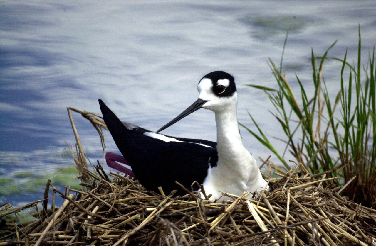 KENNEDY SPACE CENTER, FLA. -- A Black-necked Stilt lies on her nest in wetlands near KSC. Distinctive with its black and white coloring, the species also can be identified by its very long red legs and very thin, long black bill. These stilts inhabit salt marshes and shallow coastal bays in the East