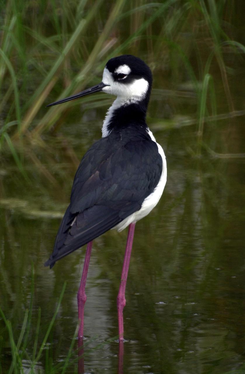 KENNEDY SPACE CENTER, FLA. -- A Black-necked Stilt, distinctive with its black and white coloring and long red legs, wades close to its nest in wetlands near KSC. These stilts inhabit salt marshes and shallow coastal bays in the East
