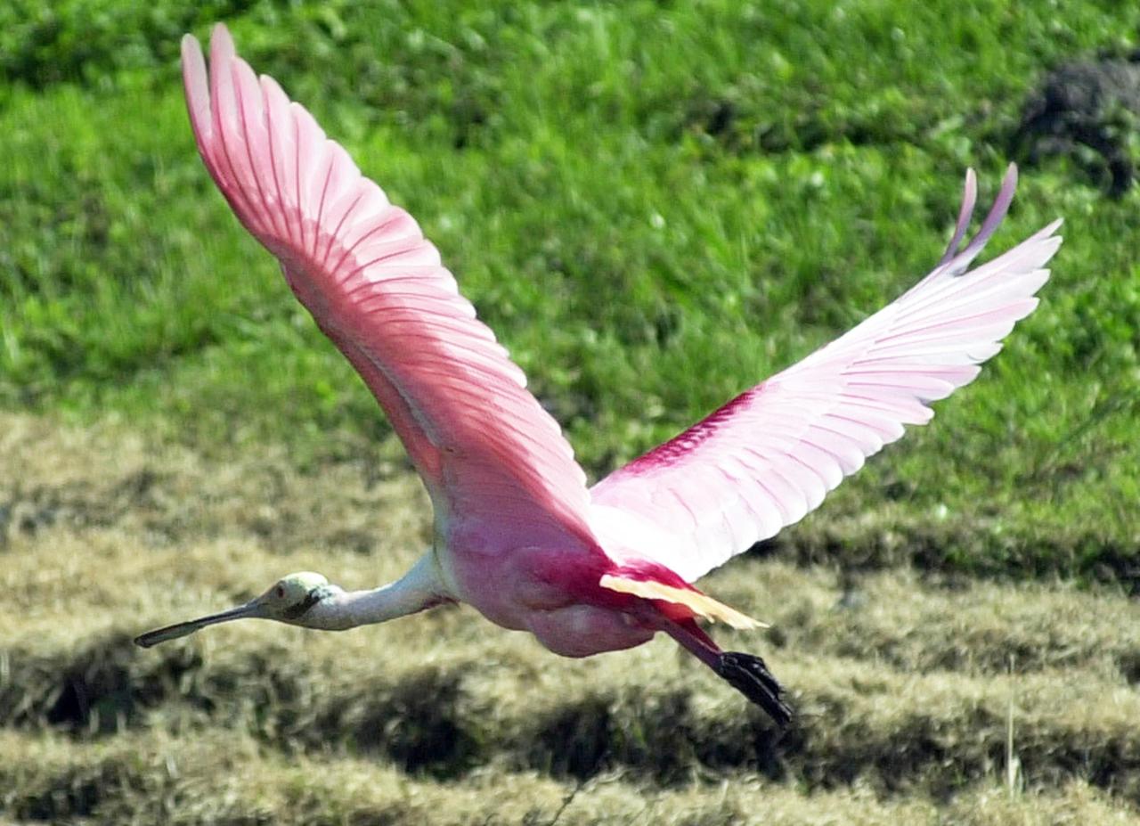 KENNEDY SPACE CENTER, FLA. --  A Roseate Spoonbill takes flight.  The colorful birds are seen often throughout KSC and nearby wetlands. The birds, named for their brilliant pink color and paddle-shaped bill, usually feed in shallow water by swinging their bill back and forth, scooping up small fish and crustaceans.  They typically inhabit mangroves on the coasts of southern Florida, Louisiana and Texas. [Photo by Mike Brown] 
