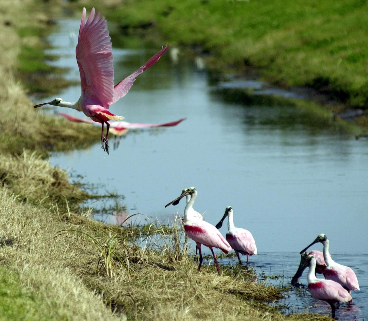 KENNEDY SPACE CENTER, FLA. --  A small flock of Roseate Spoonbills wade in the water near KSC while two others take flight. The birds, named for their brilliant pink color and paddle-shaped bill, usually feed in shallow water by swinging their bill back and forth, scooping up small fish and crustaceans.  They typically inhabit mangroves on the coasts of southern Florida, Louisiana and Texas. [Photo by Mike Brown] 