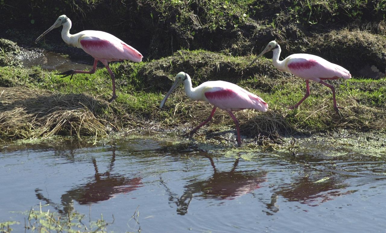 KENNEDY SPACE CENTER, FLA. -- Roseate Spoonbills march alongside a pool of water near KSC. The birds, named for their brilliant pink color and paddle-shaped bill, usually feed in shallow water by swinging their bill back and forth, scooping up small fish and crustaceans. They typically inhabit mangroves on the coasts of southern Florida, Louisiana and Texas. [Photo by Mike Brown