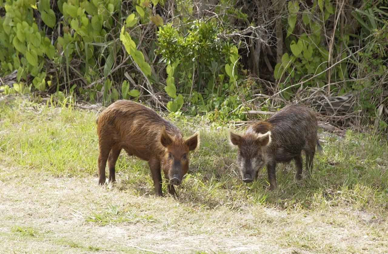 KENNEDY SPACE CENTER, FLA. -  Wild pigs stop near the KSC Press Site in the Launch Complex 39 Area on their daily foraging rounds. Not a native in the environment, the pigs are believed to be descendants from those brought to Florida by the early Spanish explorers. Without many predators other than human, the pigs have flourished in the surrounding environs