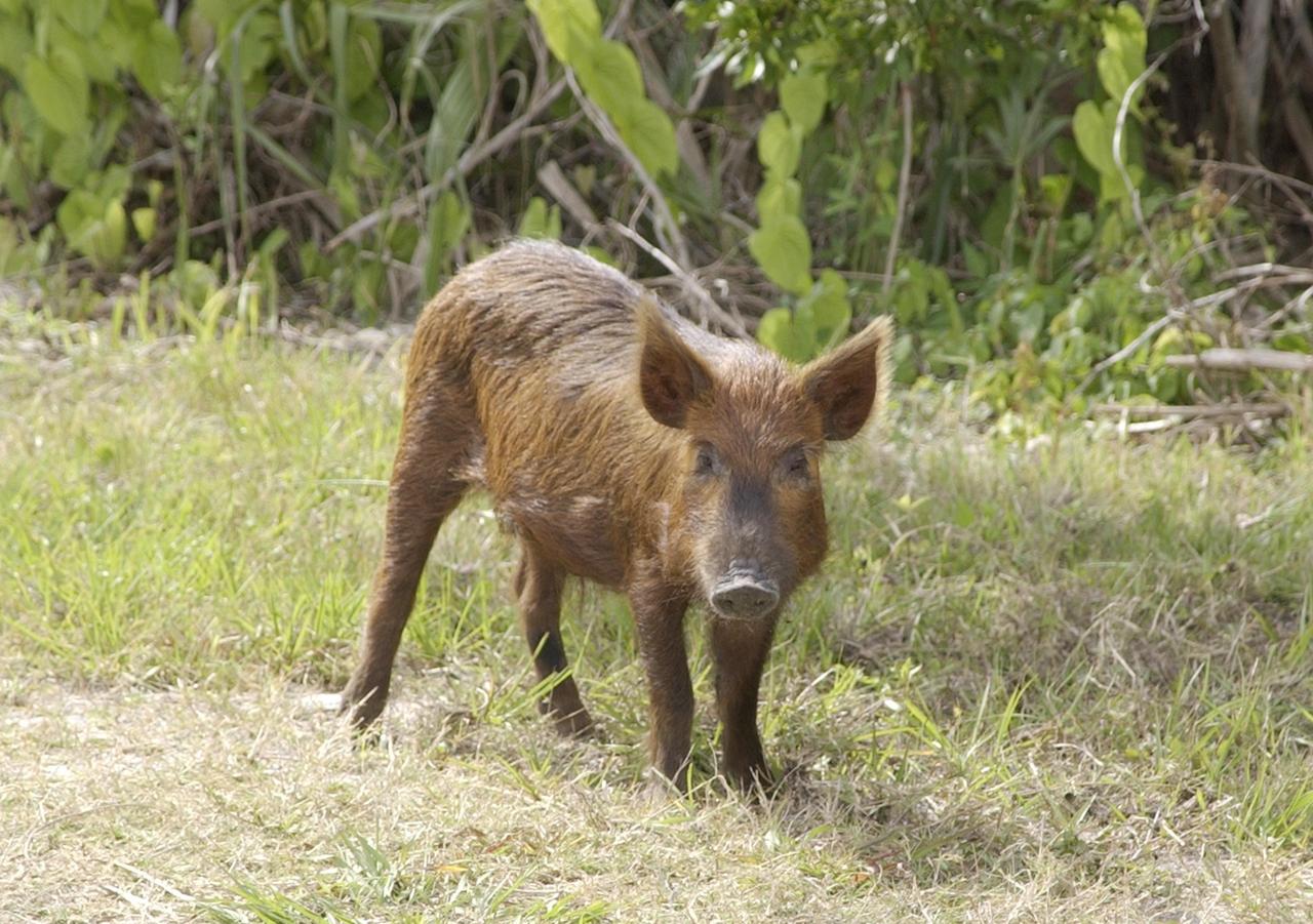 KENNEDY SPACE CENTER, FLA. - A wild pig is spotted near the KSC Press Site on its daily foraging rounds. Not a native in the environment, the pigs around KSC are believed to be descendants from those brought to Florida by the early Spanish explorers. Without many predators other than human, the pigs have flourished in the surrounding environs
