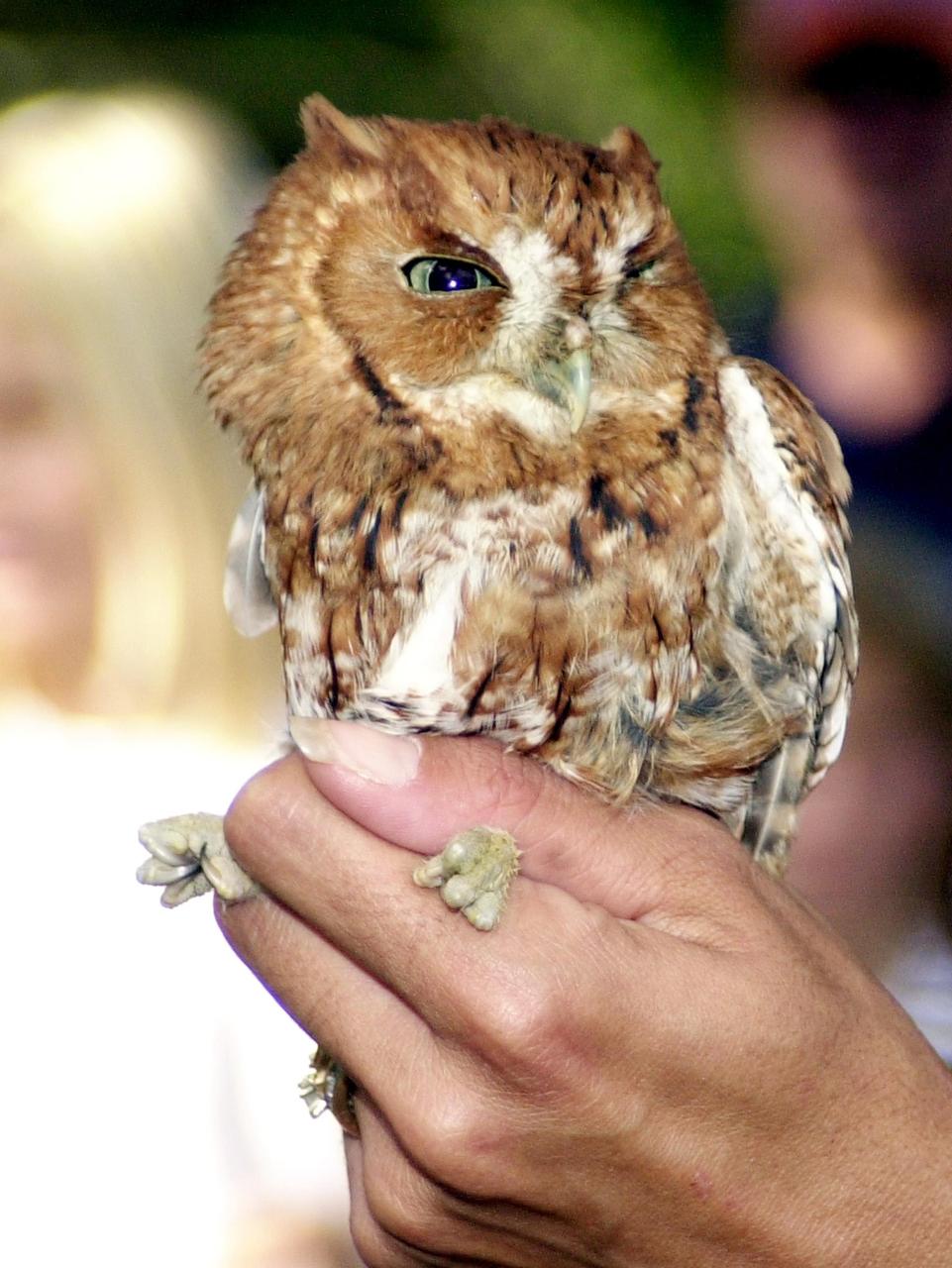 KENNEDY SPACE CENTER, FLA. --  An owl is held just before its release during the dedication of the Sendler Education Outpost, located at Dummit Cove on the Merritt Island National Wildlife Refuge (MINWR).  The outpost is a resource for environmental educational students in the Central Florida area.  It is named for Karl Sendler, a space pioneer and manager under Dr. Kurt Debus, KSC's first center director.  Funding for the facility was provided by the Merritt Island Wildlife Association with assistance from MINWR and Kennedy Space Center.